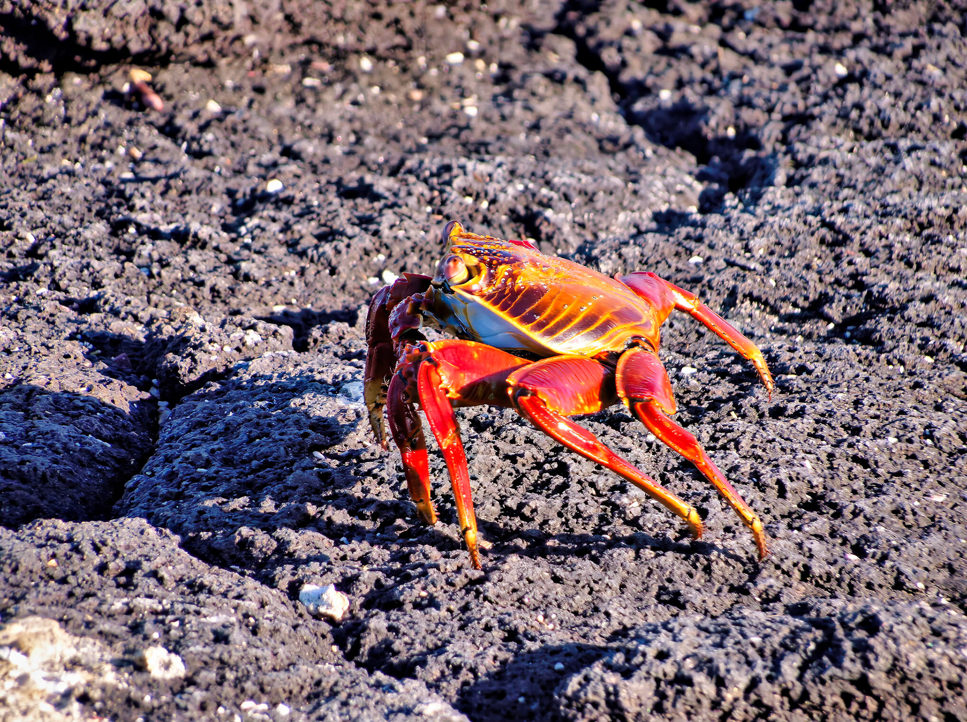 Crab, Gulapagos Islands, Ecuador 2017