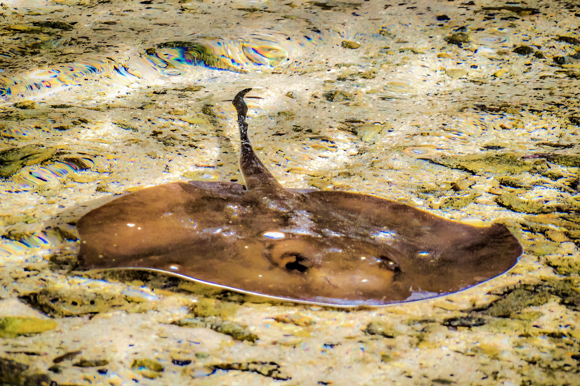 Manta ray in a pool on one of the Galapagos Islands