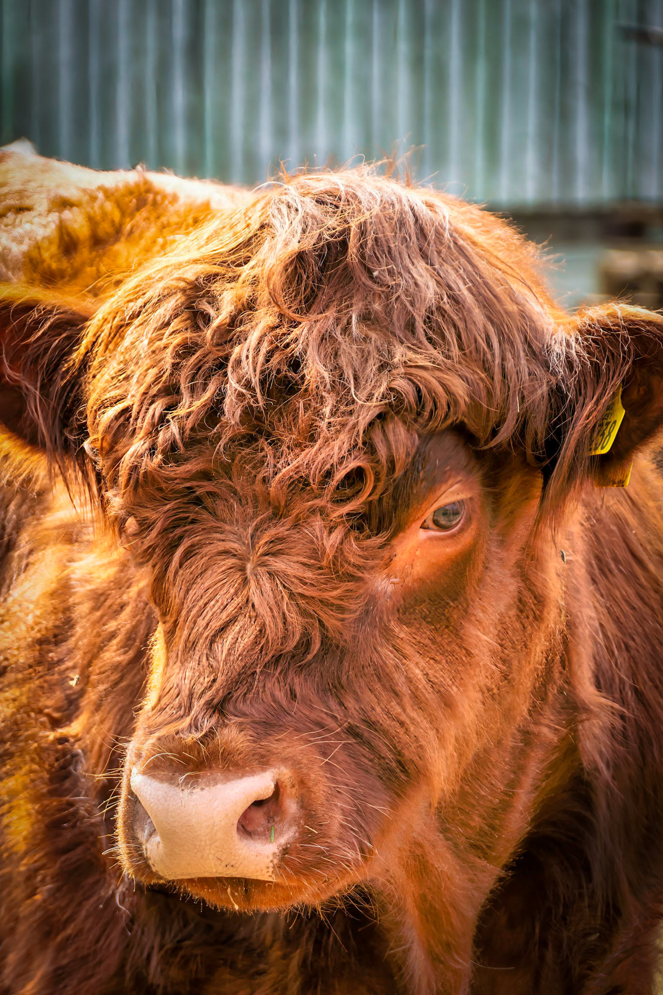 Highland cow, Lake District, England