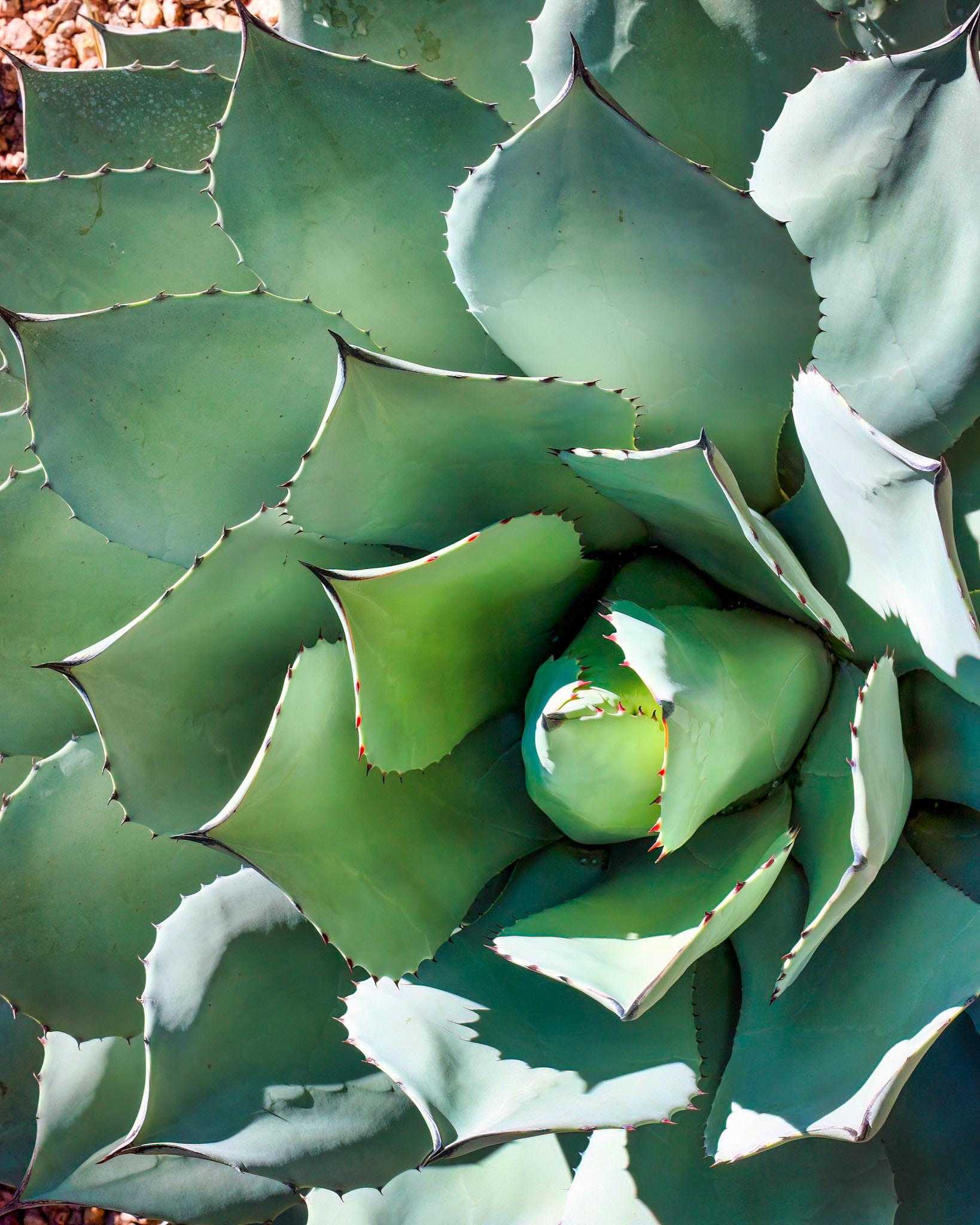 Cactus at motel, Tucson 2009