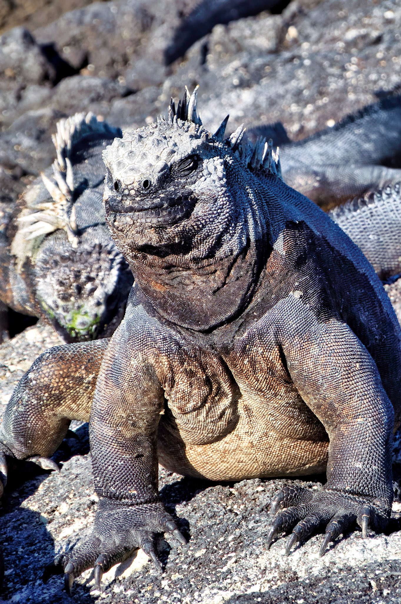 Iguana, Gulapagos Islands, Ecuador 2017