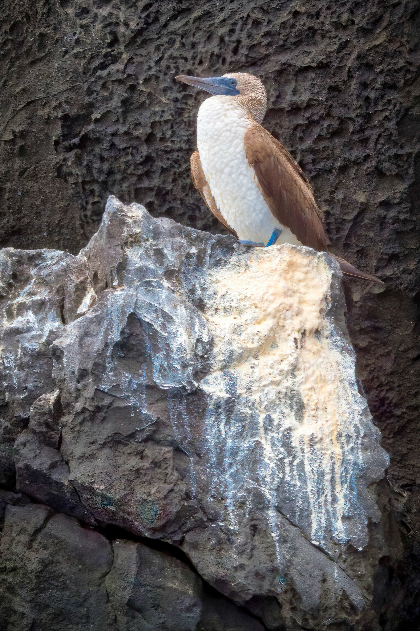 "Do you come here often?," Blue-footed Booby, Galapagos Islands, Ecuador 2017