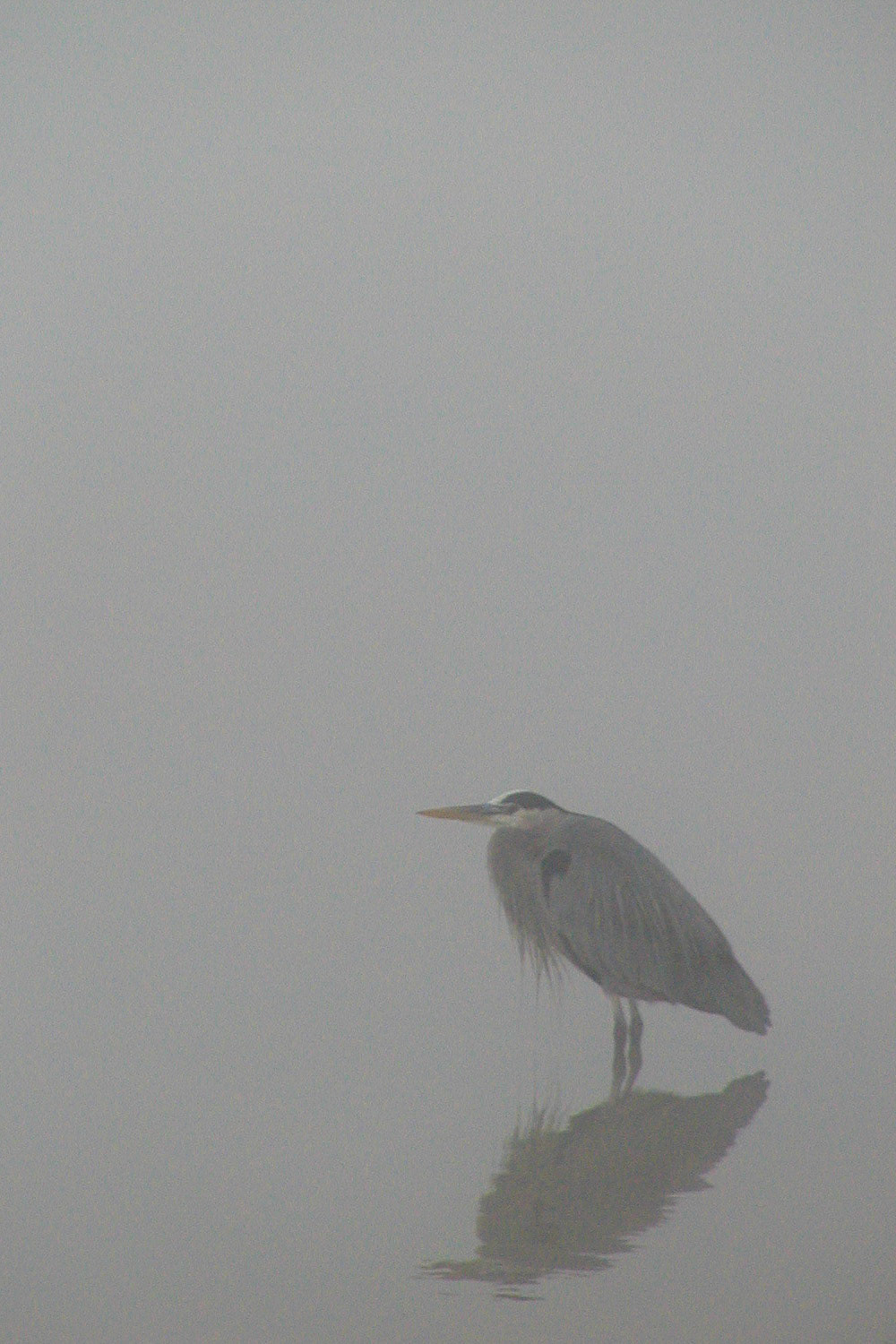 Bird in Fog, Missouri City, Texas 2002