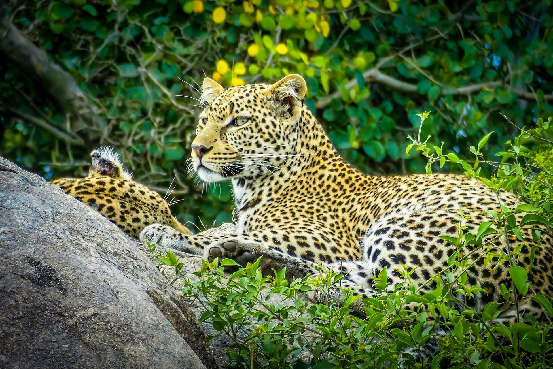 Serengeti National Park, Tanzania 2014