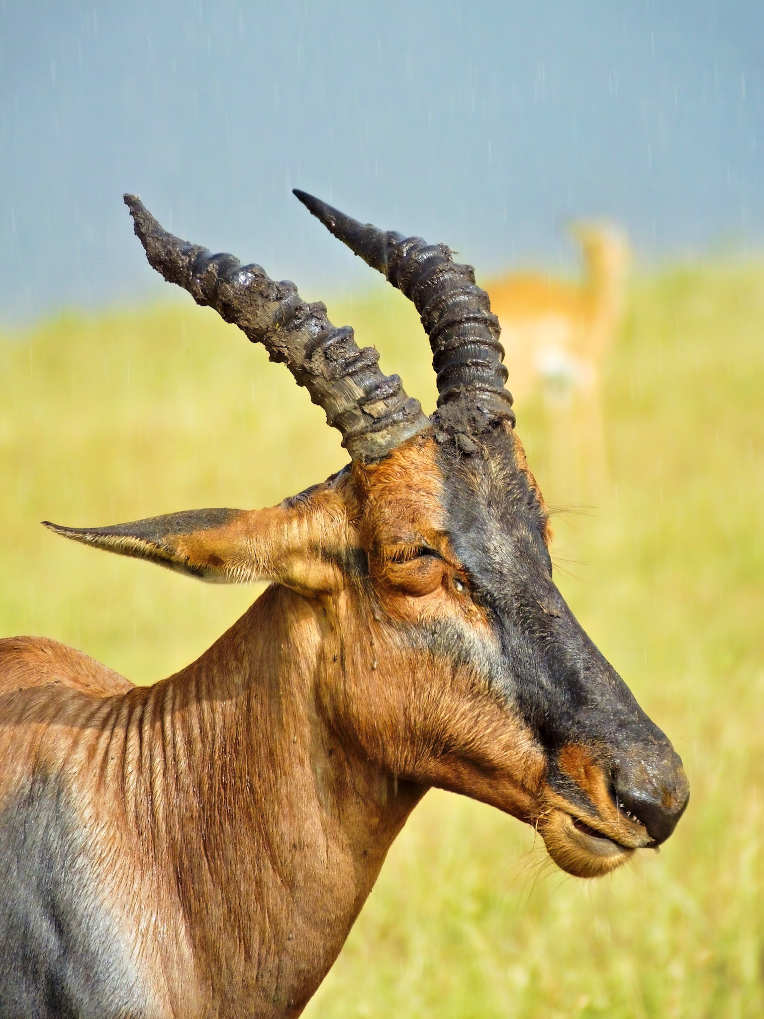 Serengeti National Park, Tanzania 2014