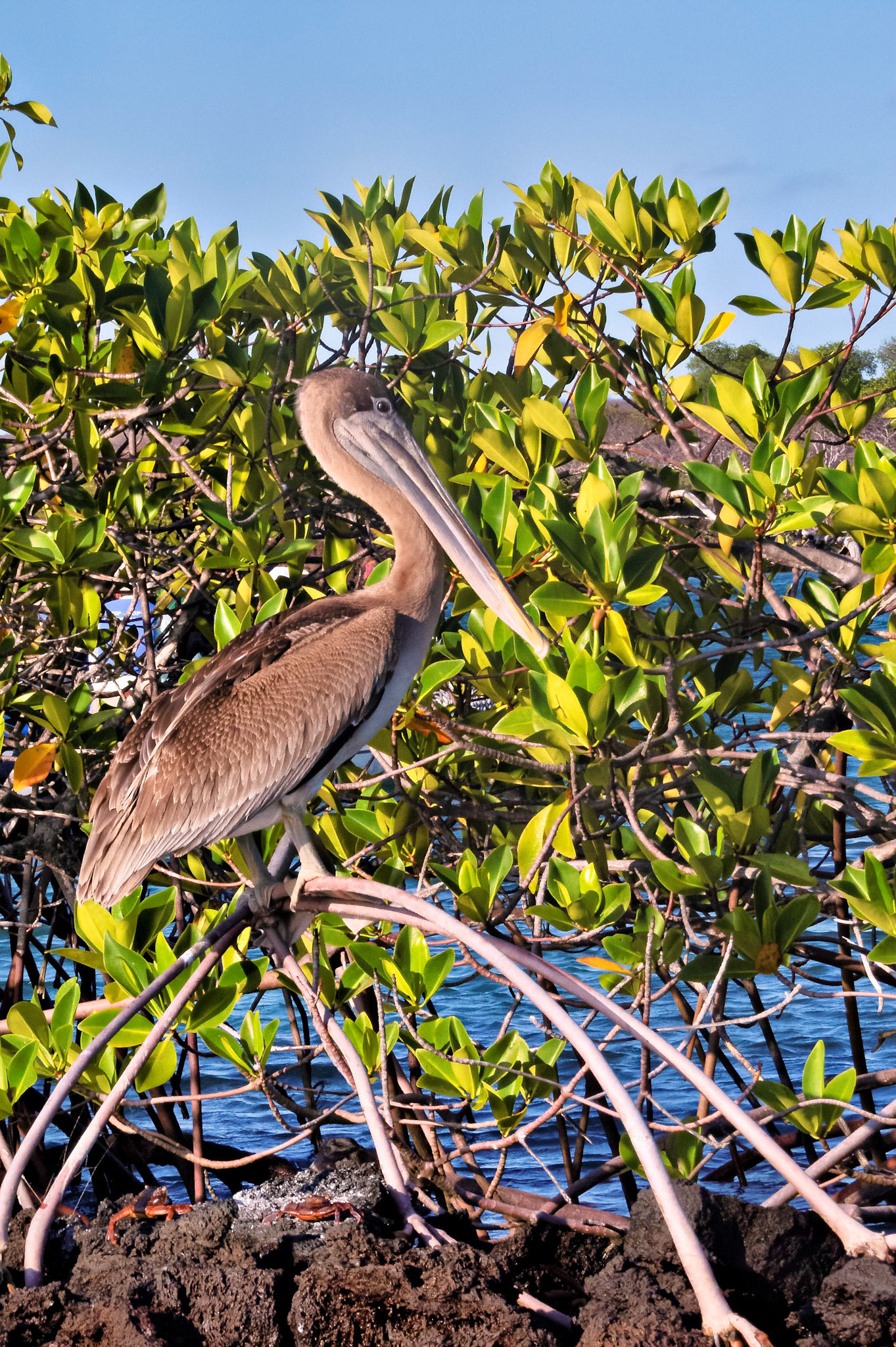 Pelican, Gulapagos Islands, Ecuador 2017