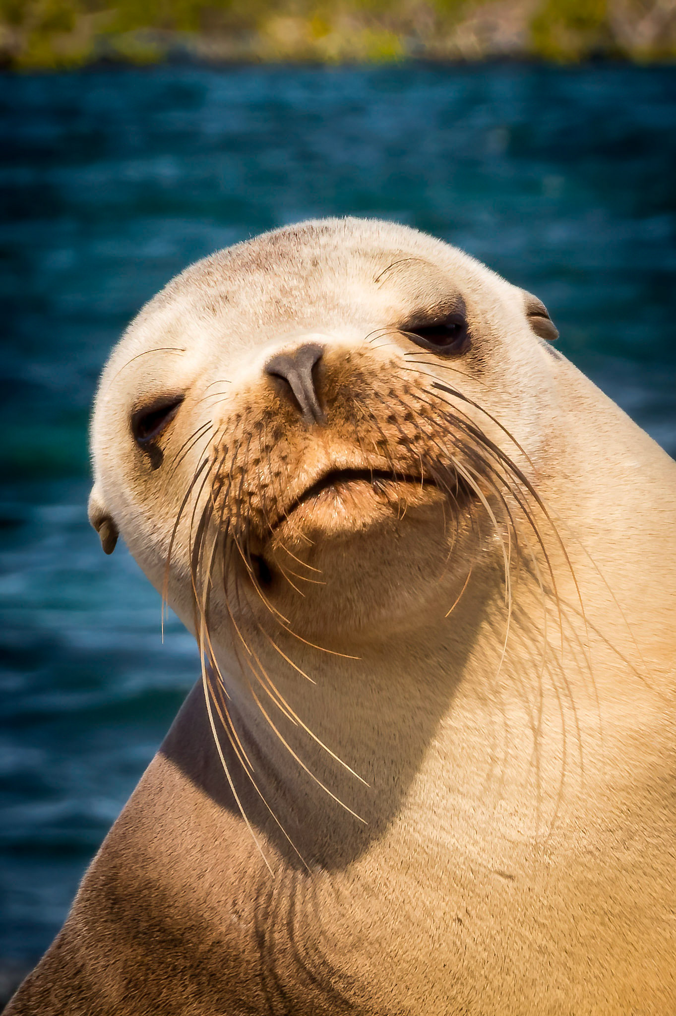 Eared seal, Galapagos Islands, Ecuador 2017