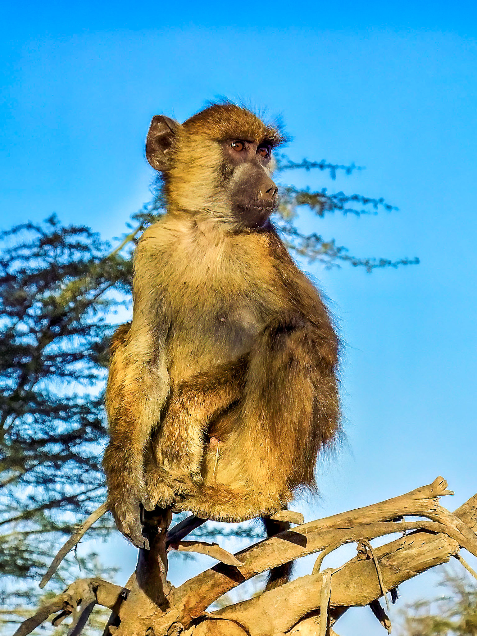 Amboseli National Park, kenya 2014