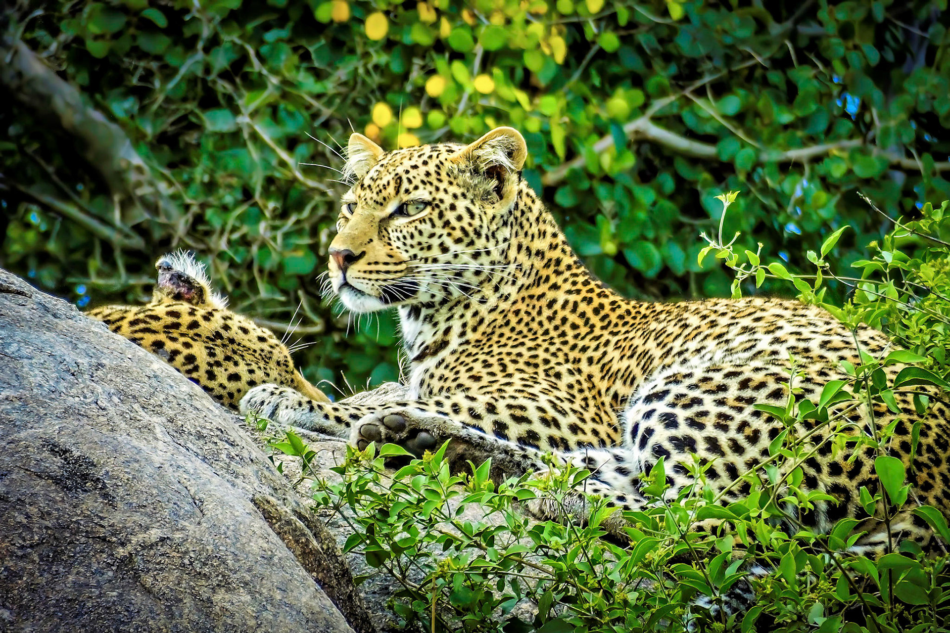 Serengeti National Park, Tanzania 2014