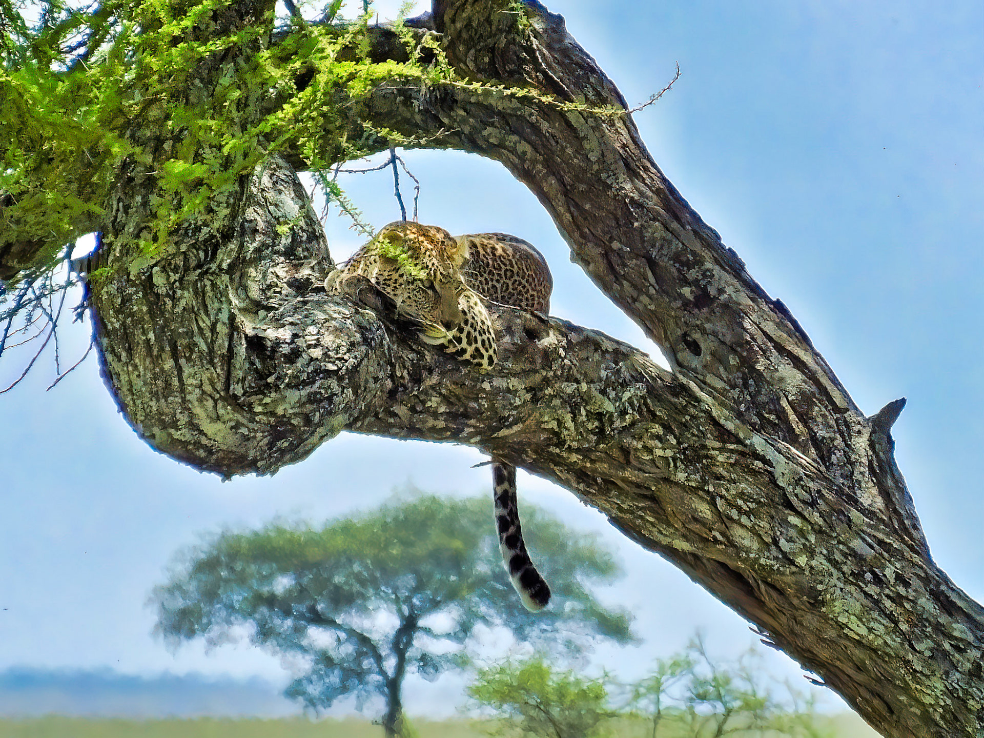 Serengeti National Park, Tanzania 2014