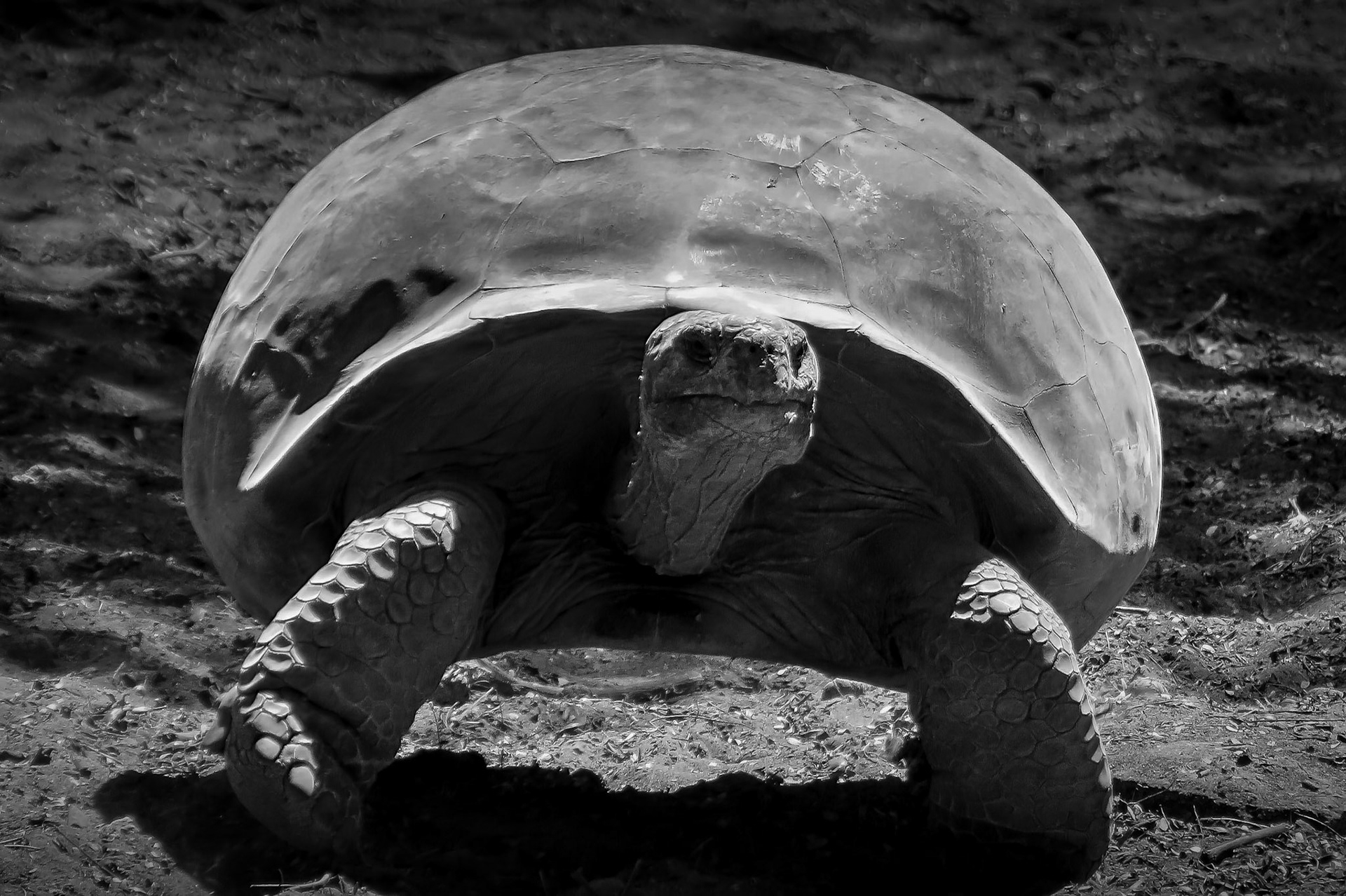 Galapagos tortoise, Galapagos Islands, Ecuador 2017
