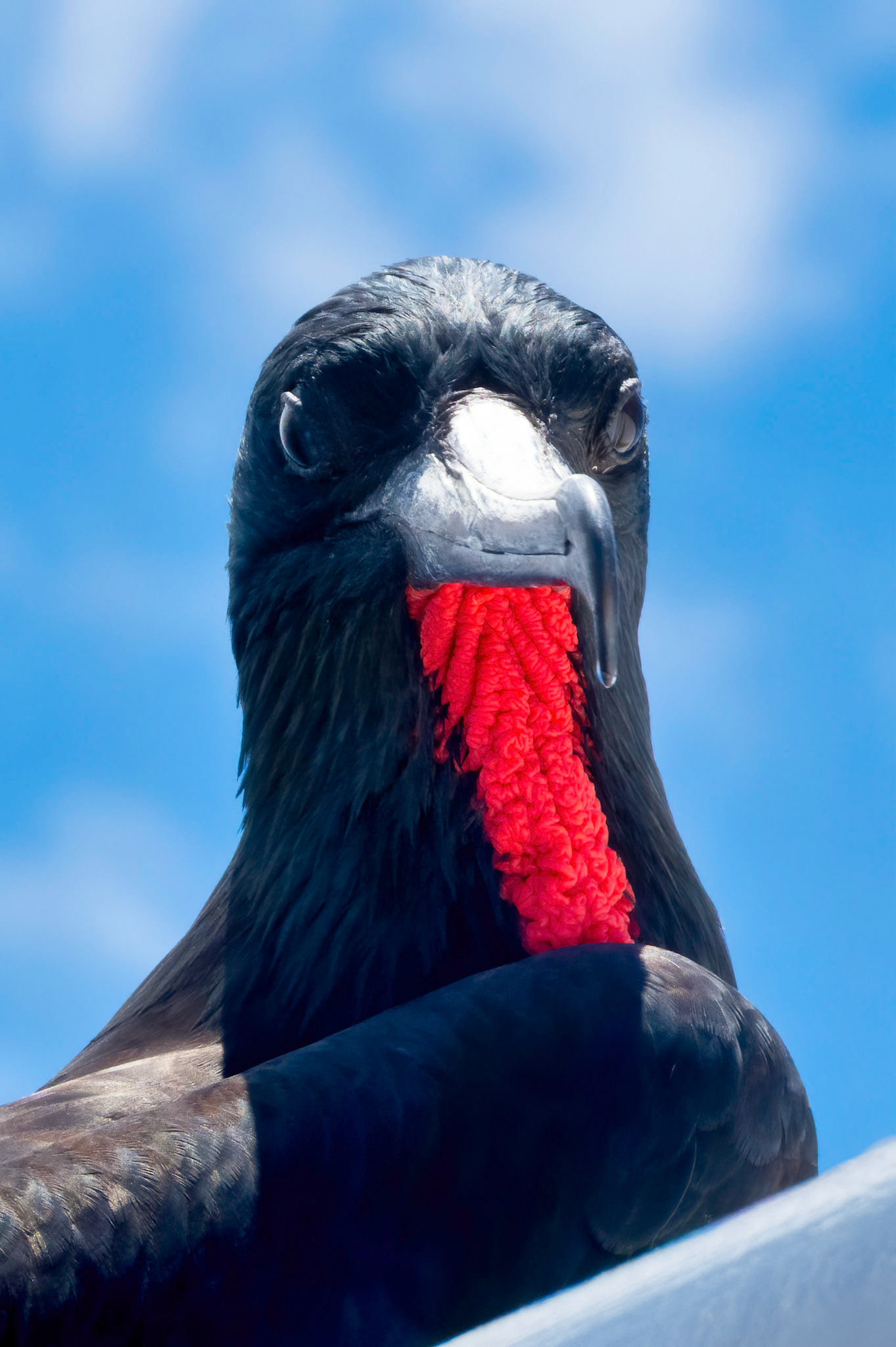 Frigate Bird, Galapagos Islands, Ecuador 2017