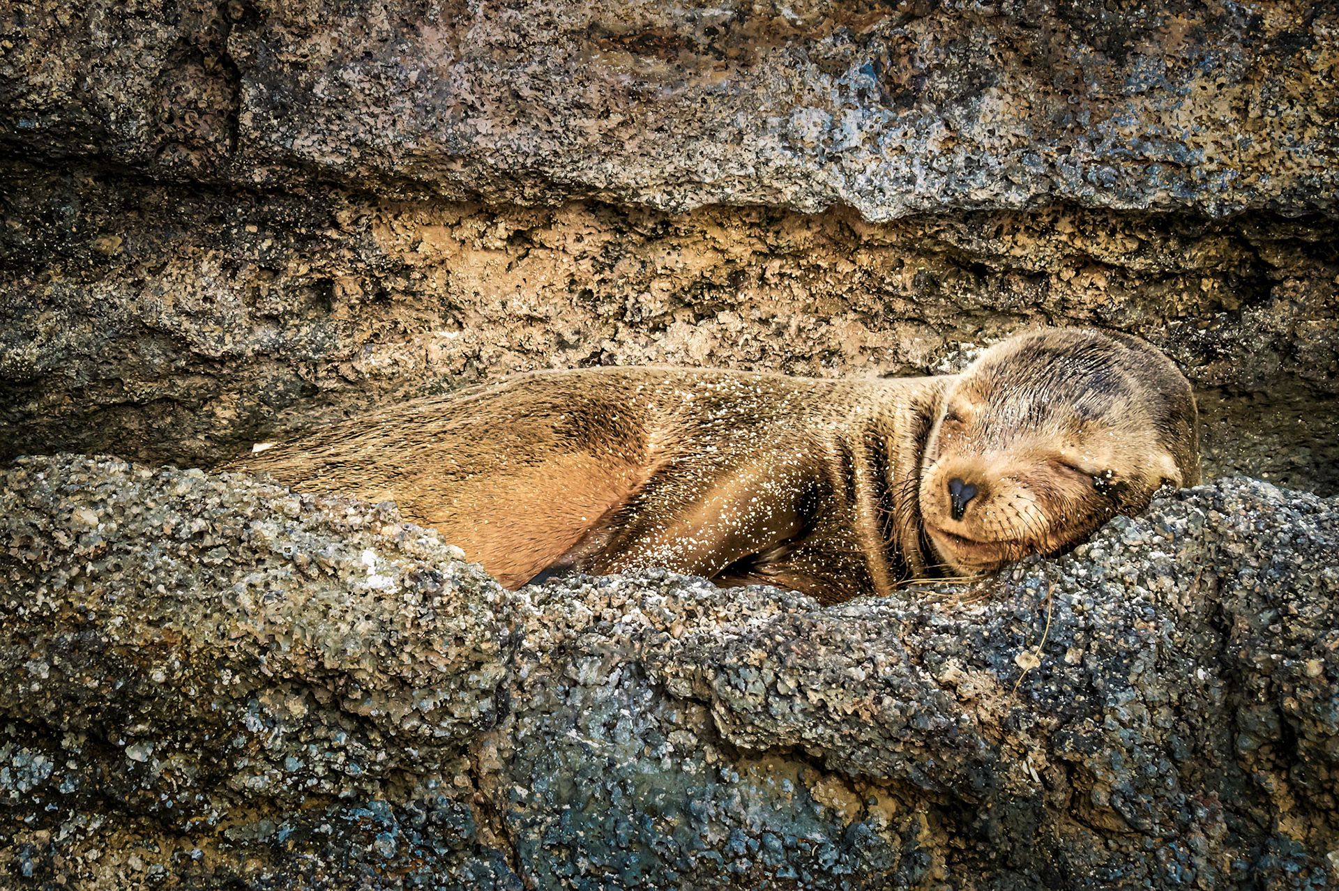 Seal, Galapagos Islands 2017