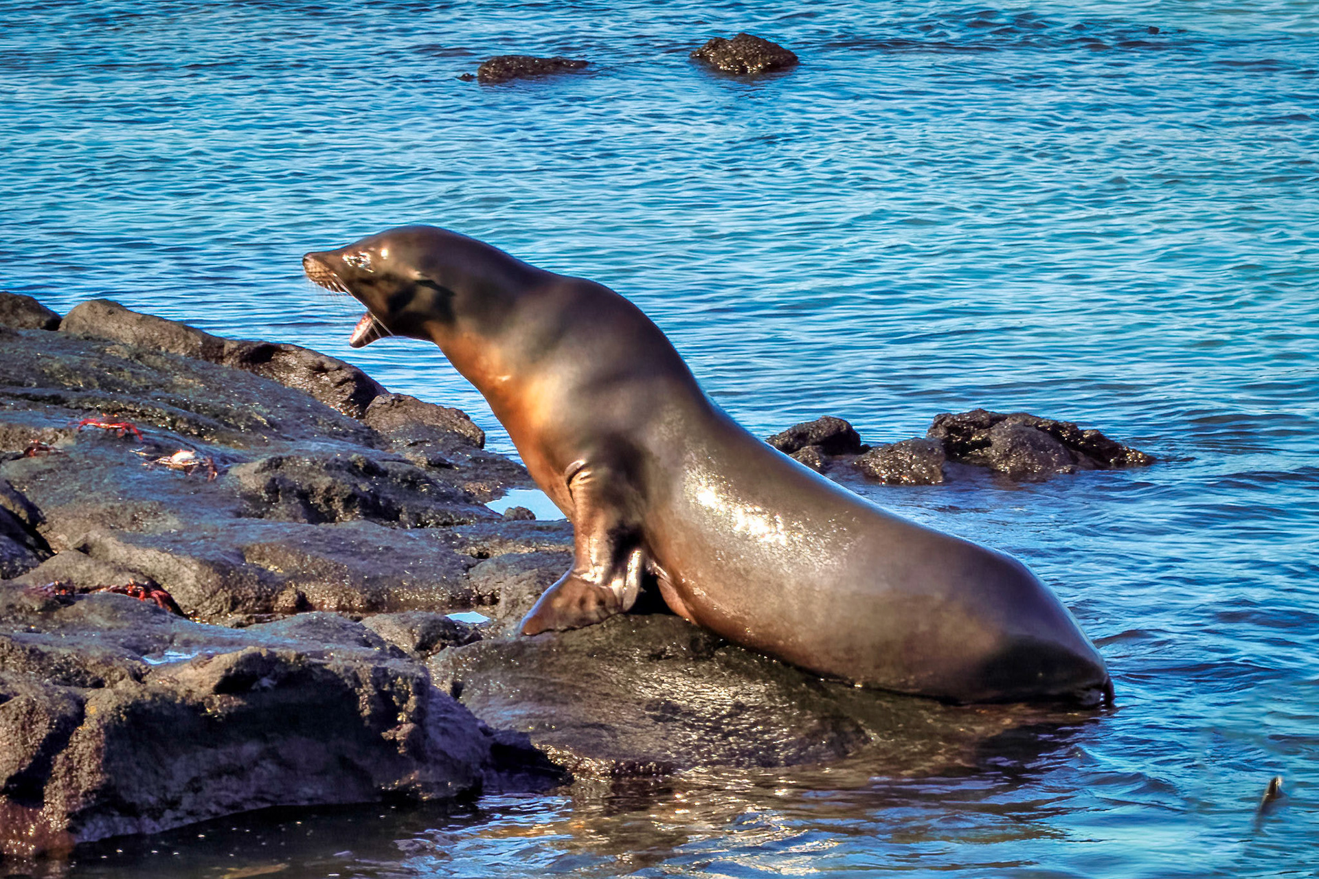 Eared seal, Gulapagos Islands, Ecuador 2017
