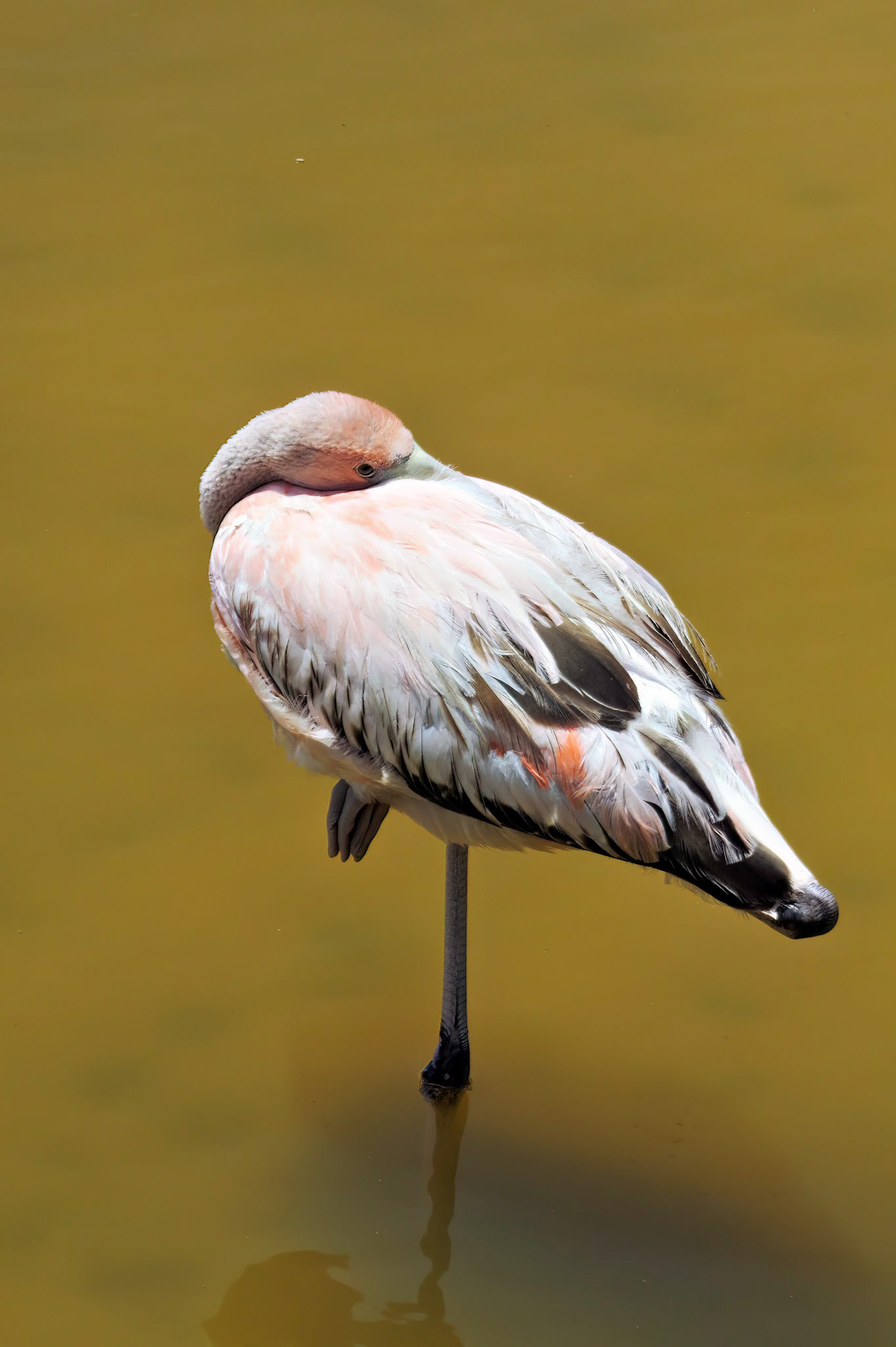 Flamingo, Galapagos Islands, Ecuador 2017