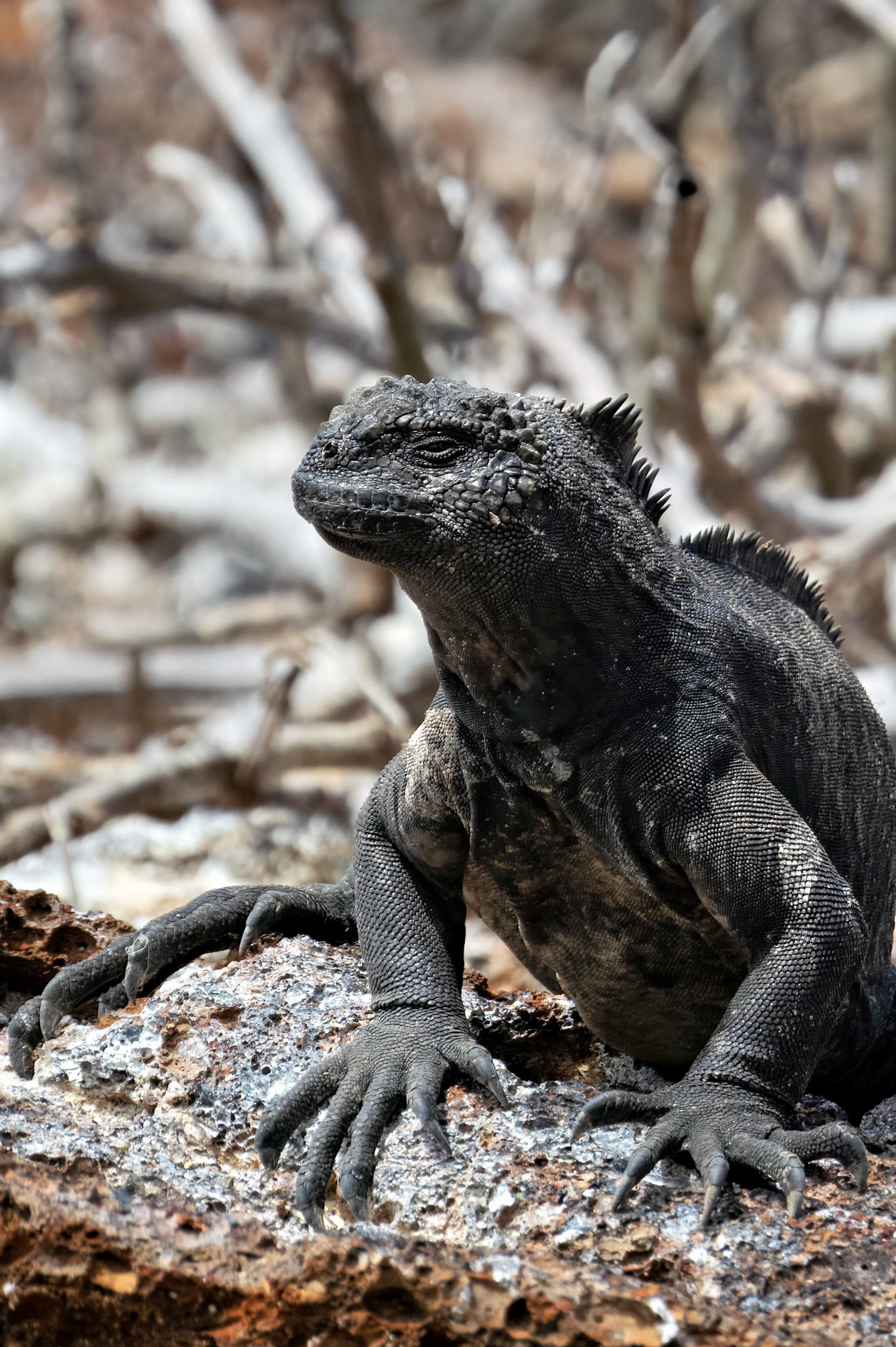 Iguana, Gulapagos Islands, Ecuador 2017