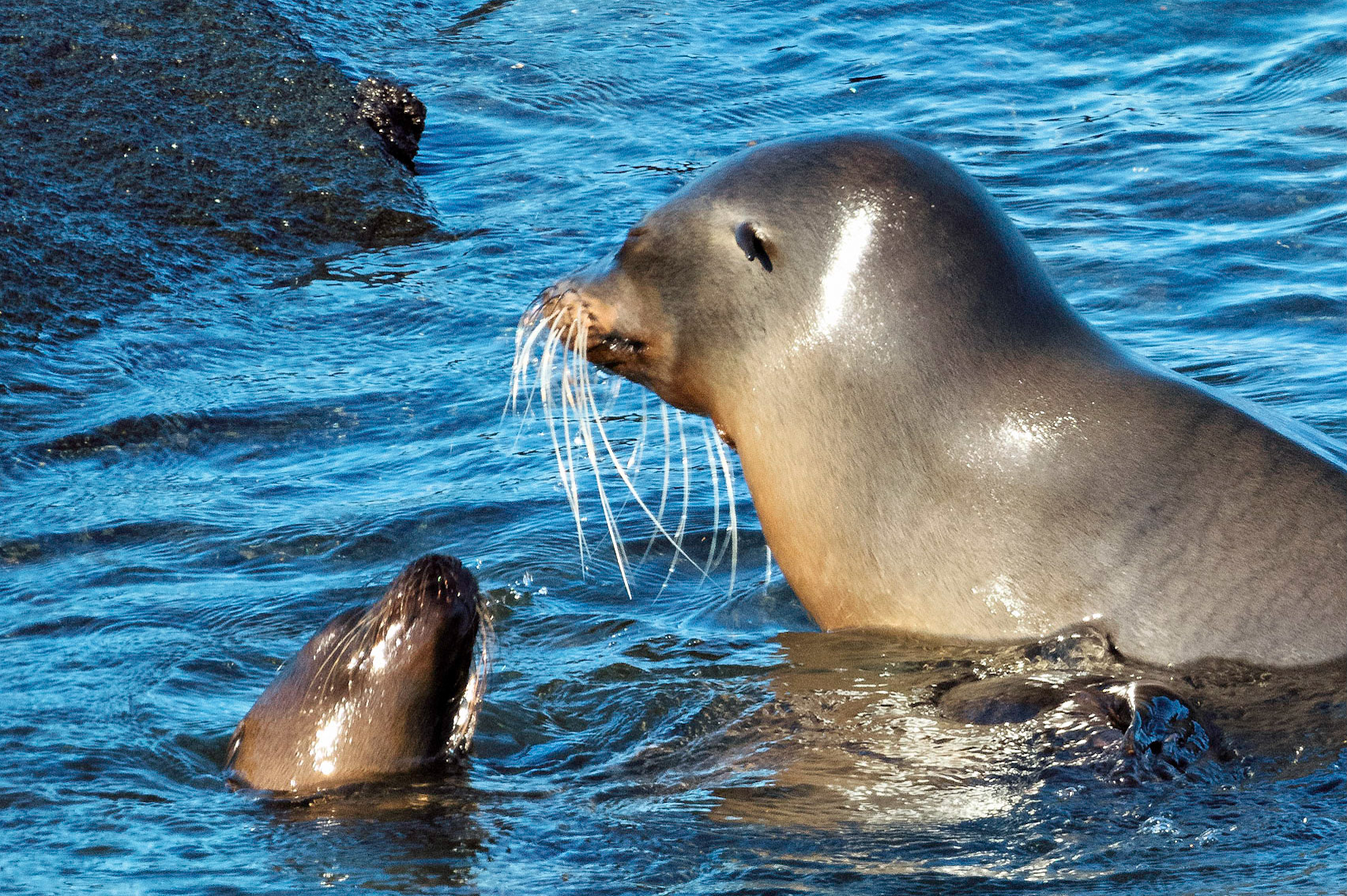 eared seal, Gulapagos Islands, Ecuador 2017