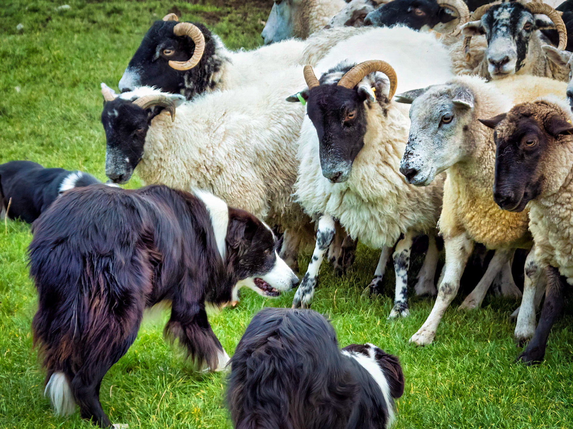 Stand-off, Kinguisse Leaut Farm, Scotland 2014