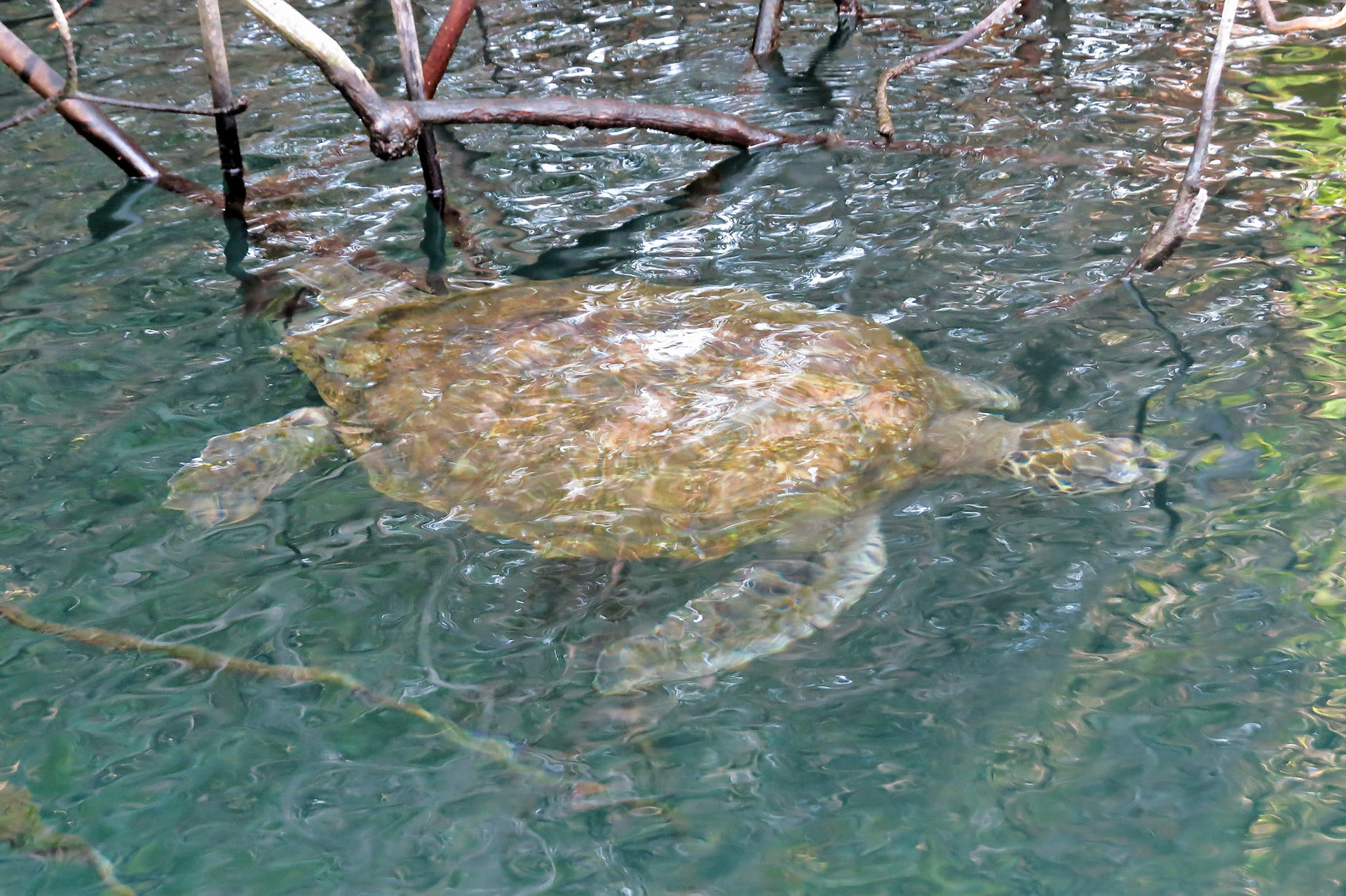 Turtle (NOT tortoise), Gulapagos Islands, Ecuador 2017