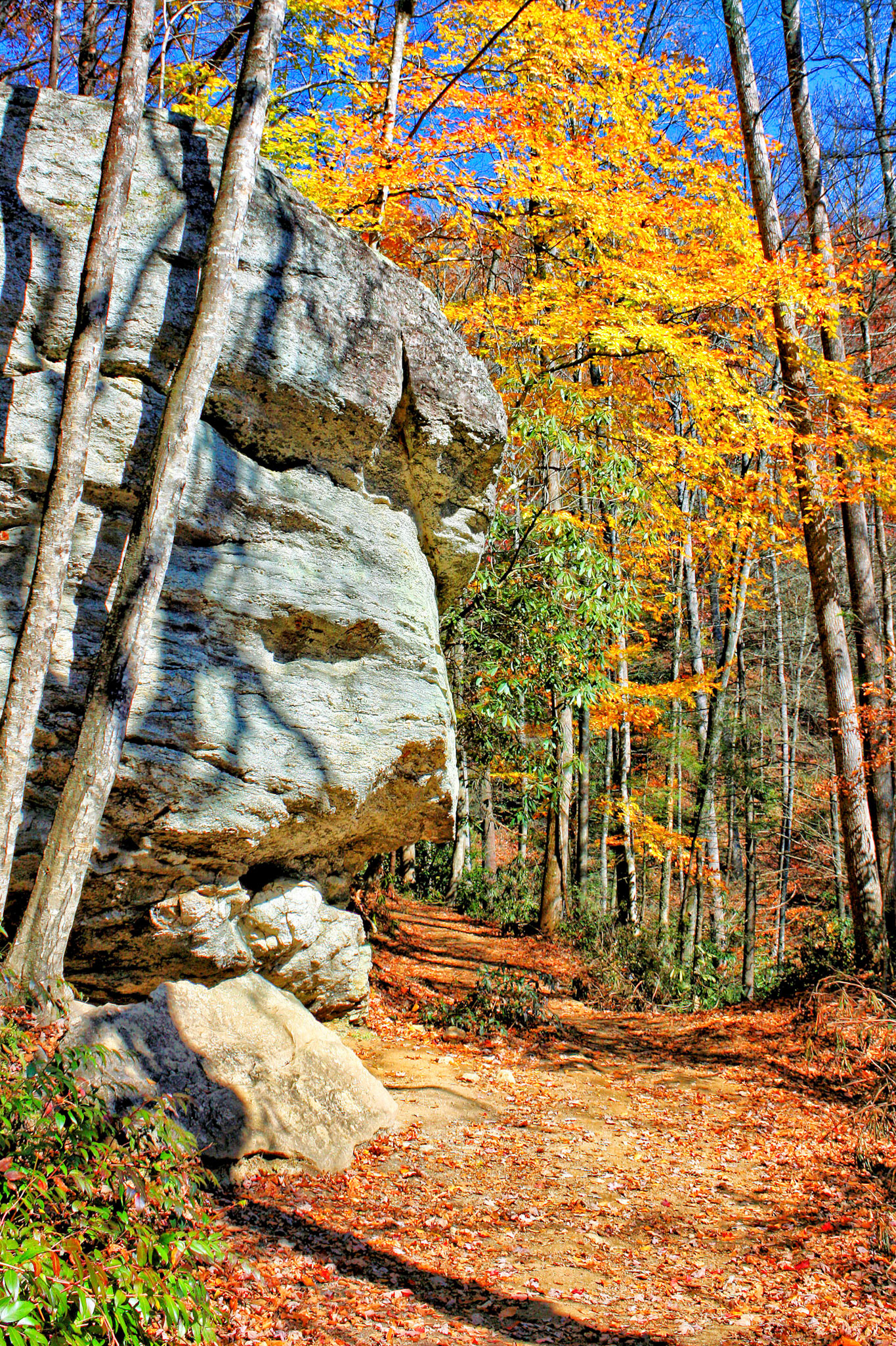 Pisgah Forest, North Carolina 2011