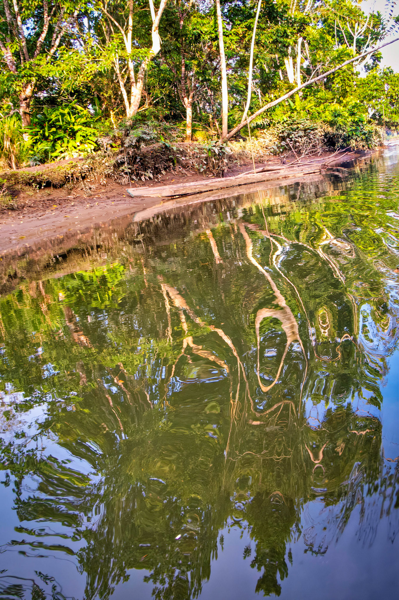 Secondary tributary of Amazon, Ecuador 2017