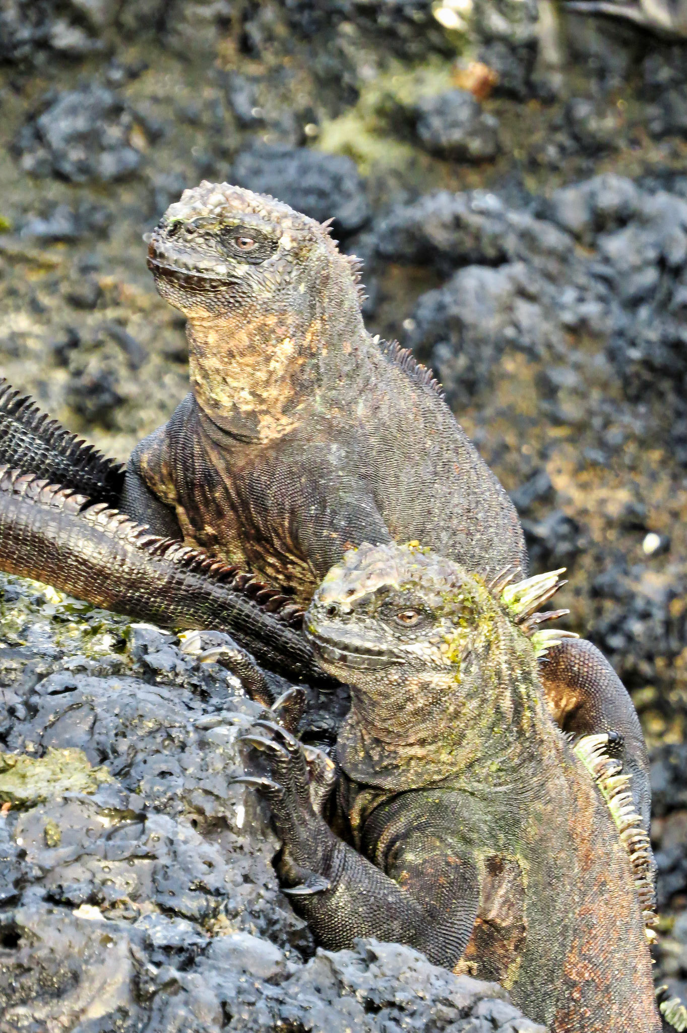 Iguana, Gulapagos Islands, Ecuador 2017