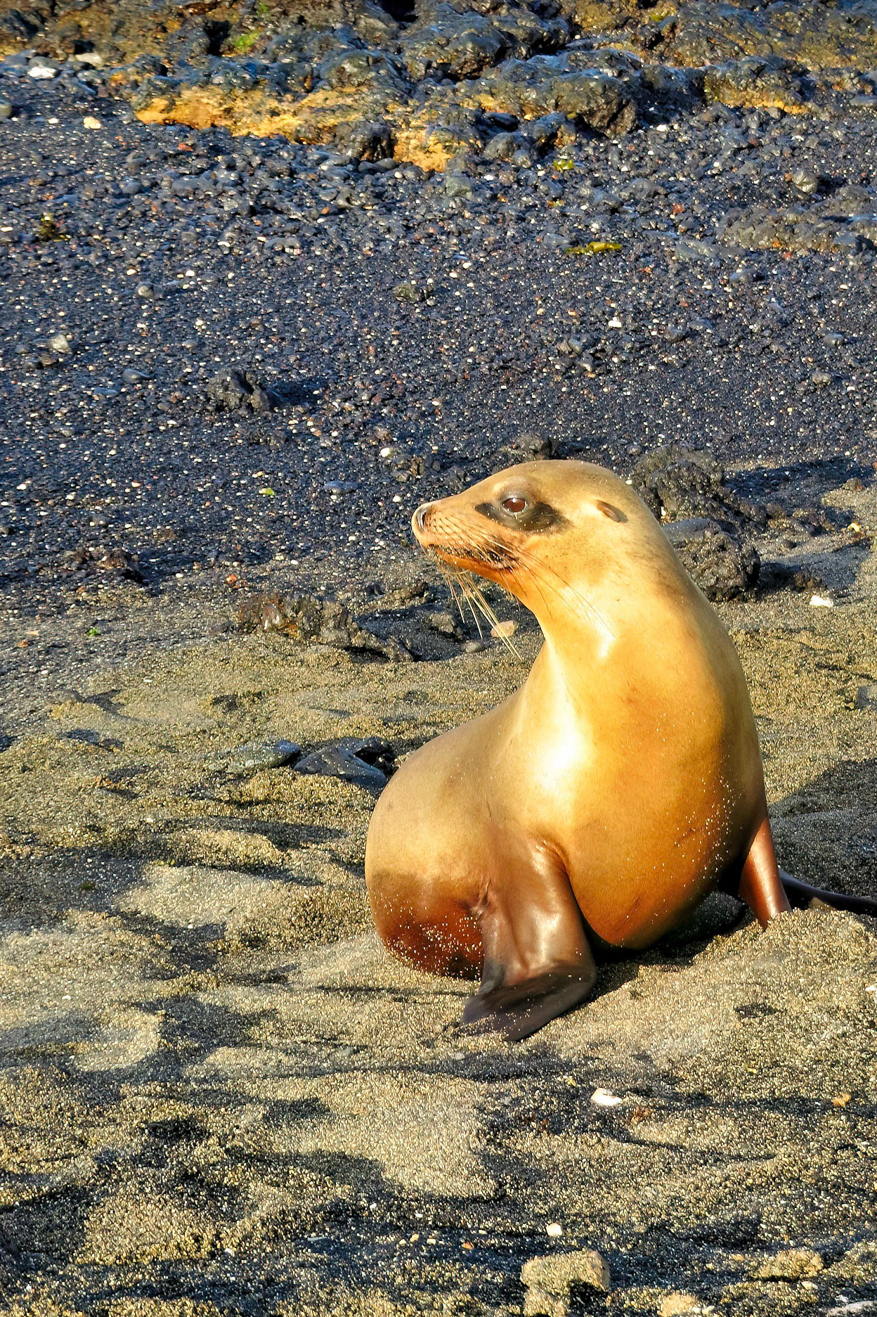 Gulapagos Islands, Ecuador 2017