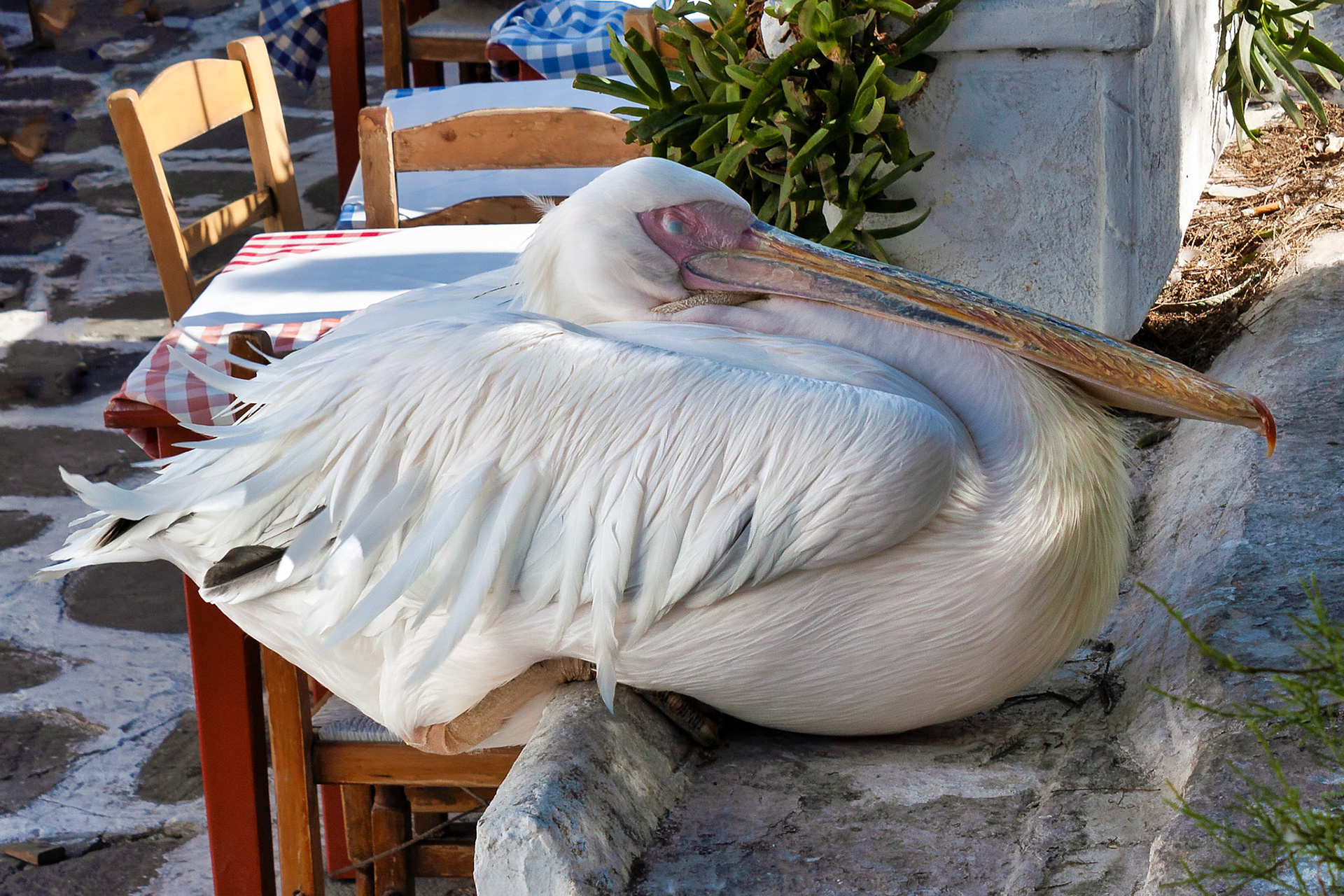 Legendary scavenger at restaurant, Mykanos, Greece 2012