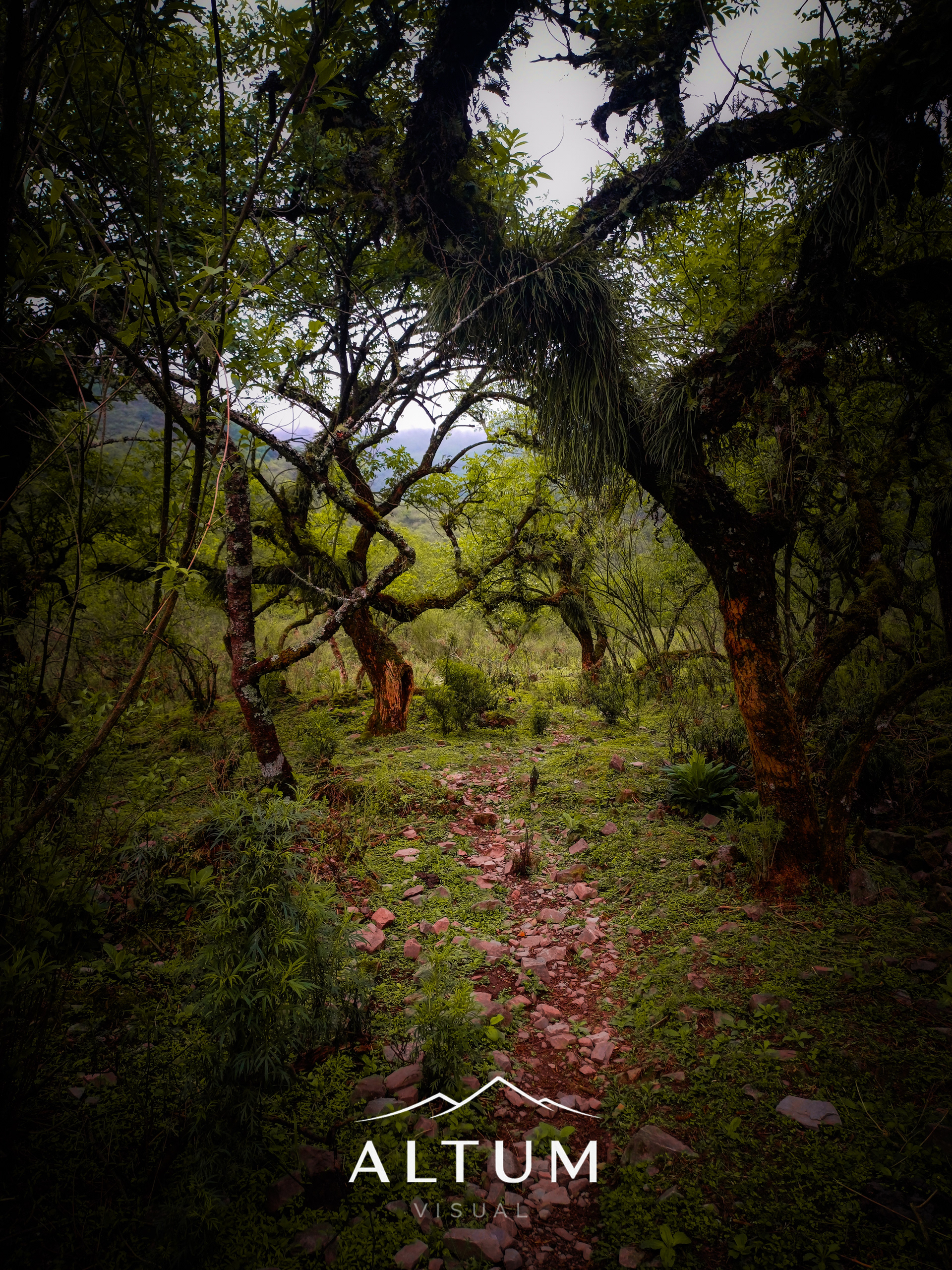 El Corazón del Bosque