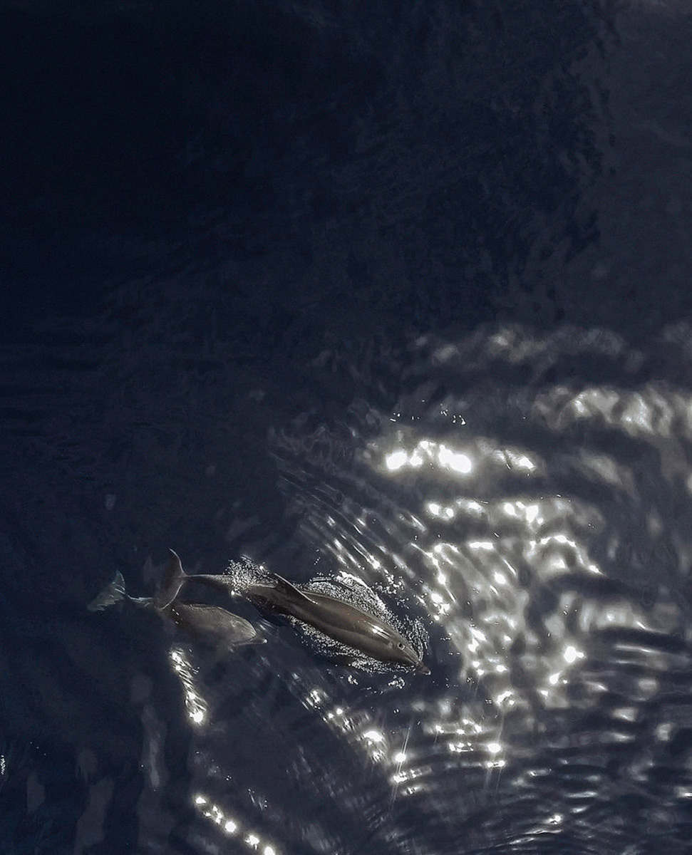 The Blue World Institute Losinj