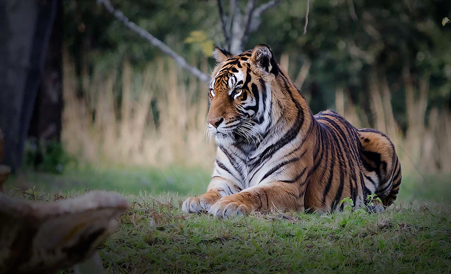 tigre de bengala (Panthera tigris)