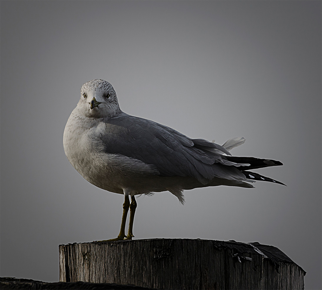 gaviota (larus smithsonianus)