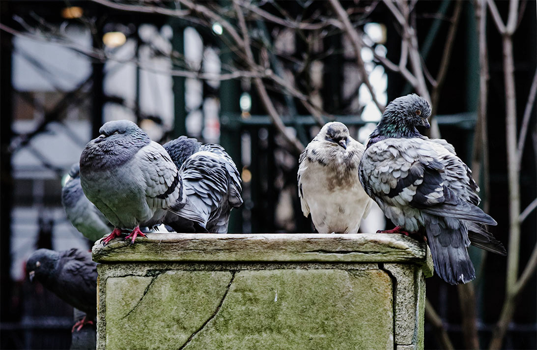 palomas (columba livia)
