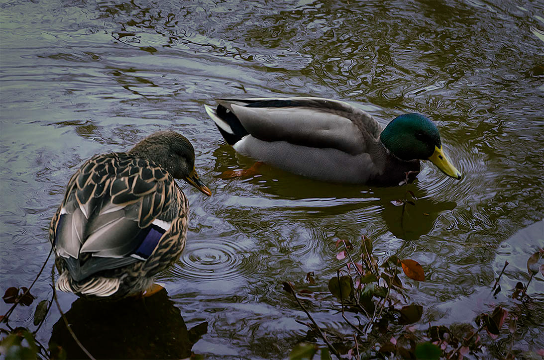 pato media luna (anas discors) y anade real (anas platyrhynchos)