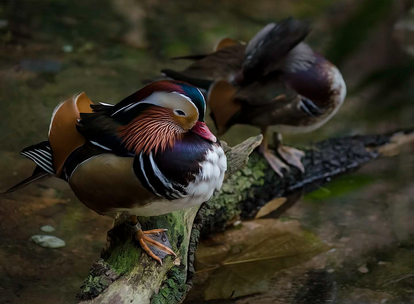 Pato Mandarín (Aix galericulata)