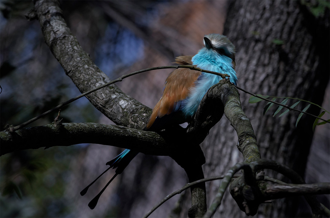 carraca espatulada (coracias spatulata)