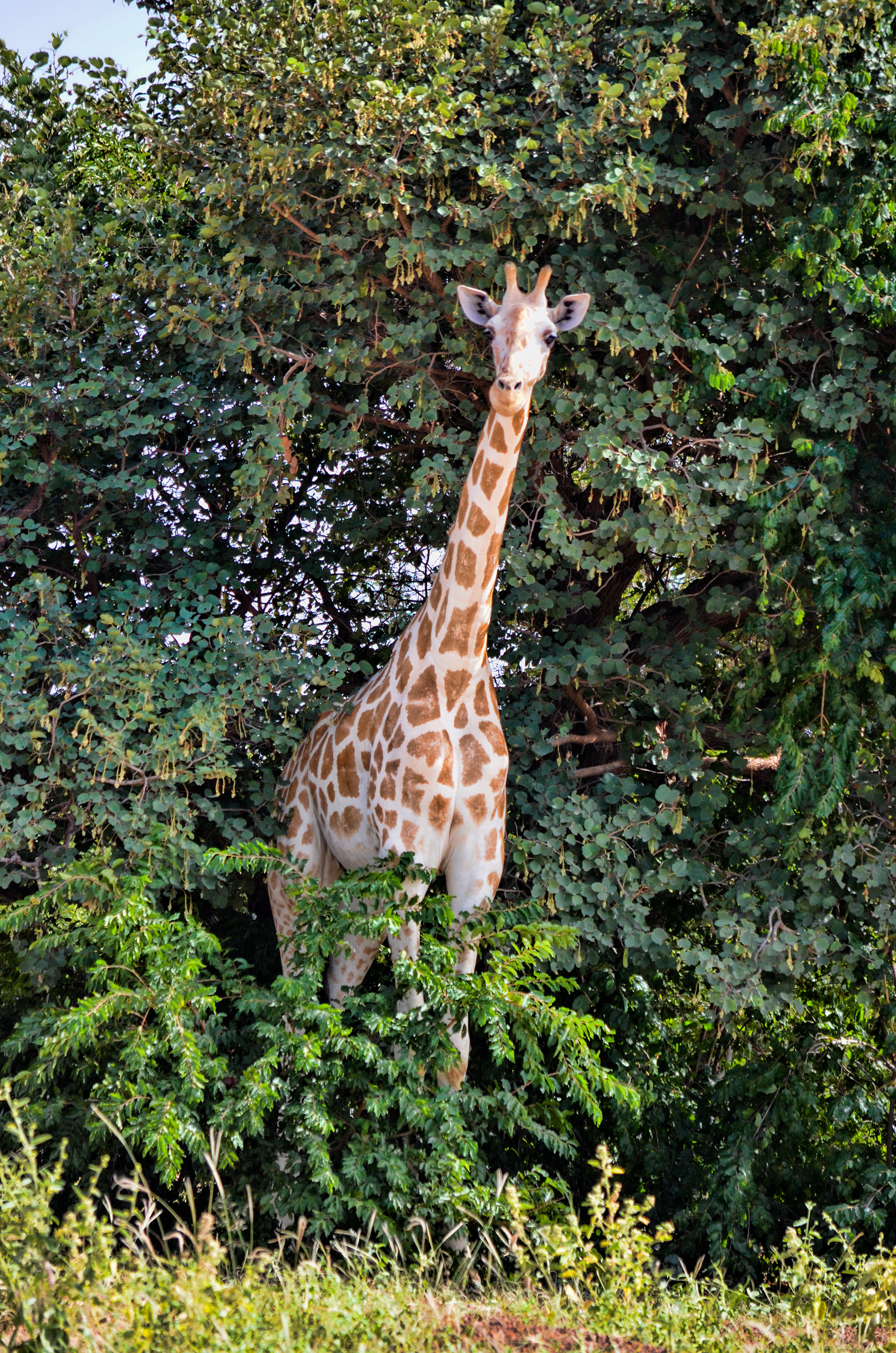 Jirafa peralta del niger (Giraffa camelopardalis peralta)