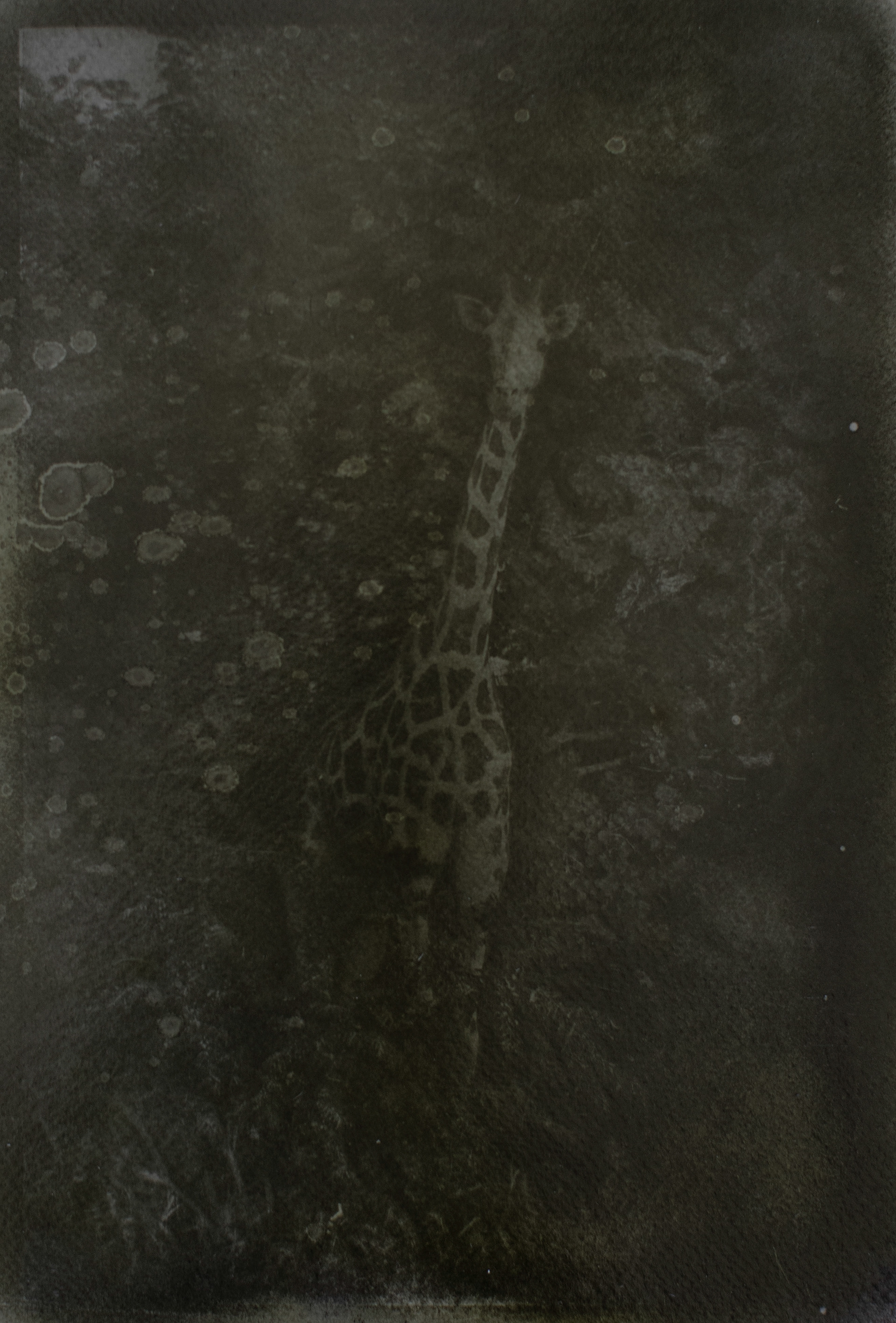 jirafa peralta de níger