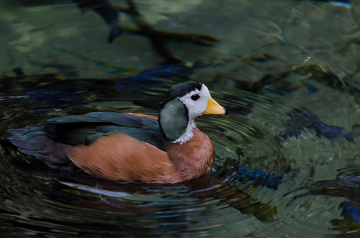 ganso pigmeo africano (nettapus auritus)