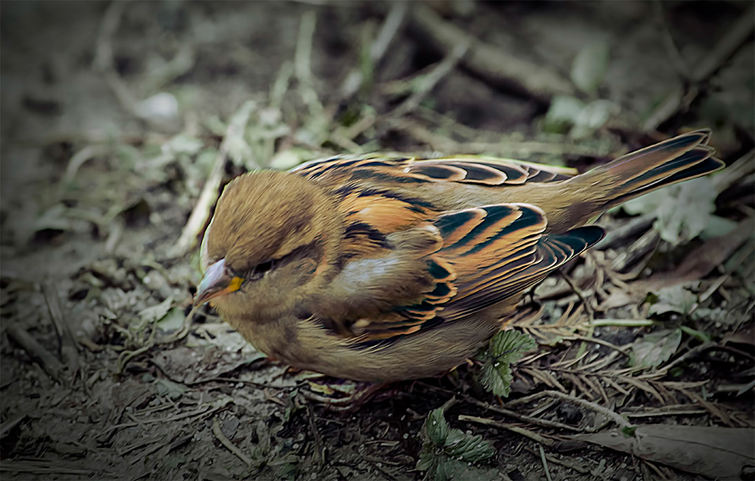 gorrion (passer domesticus)