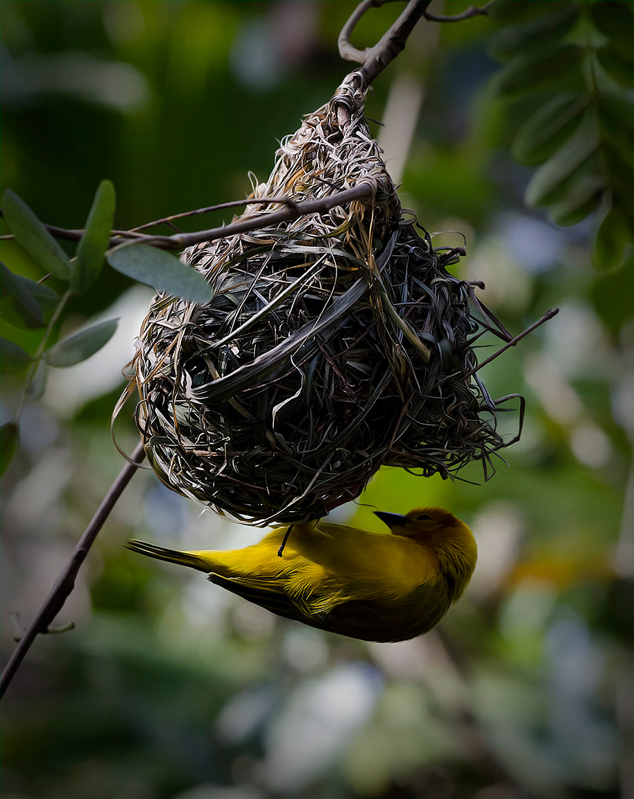 tejedor taveta (ploceus-castaneiceps)