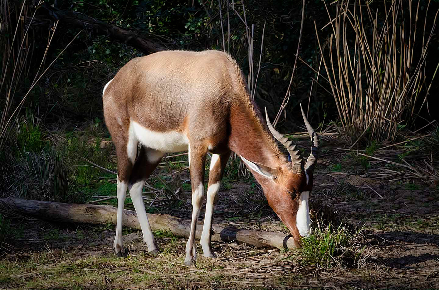 ciervo de cola blanca (odocoileus virginianus)