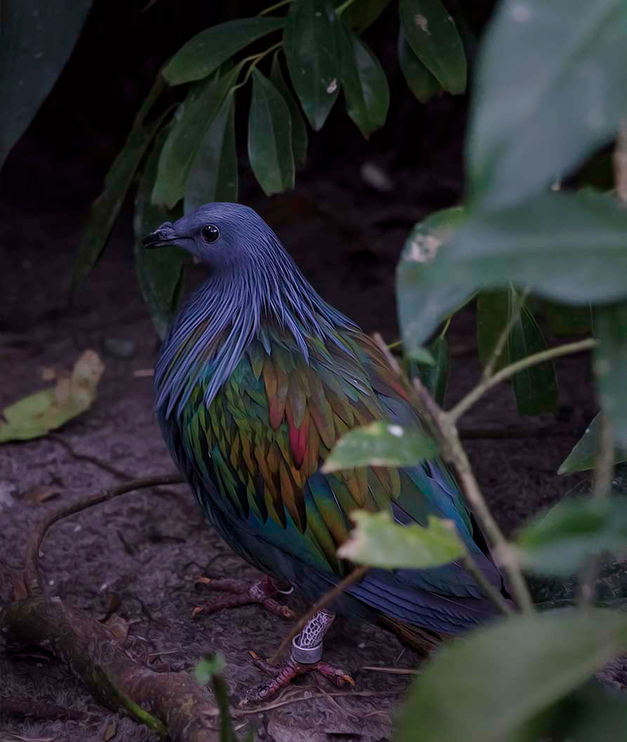 Paloma de Nicobar (Caloenas nicobarica)