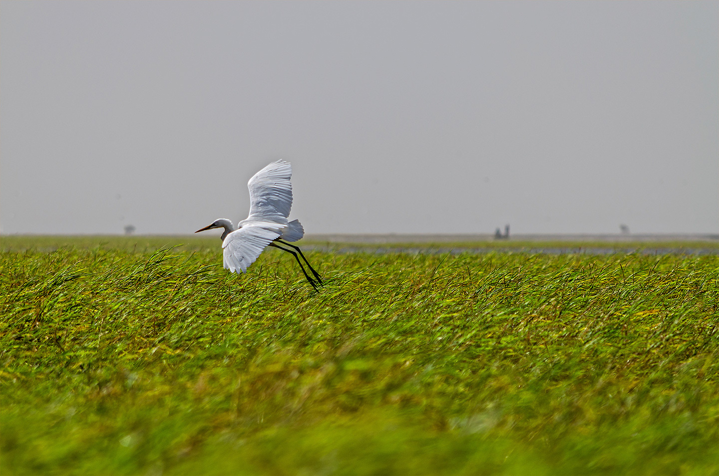 garza blanca (ardea alba)