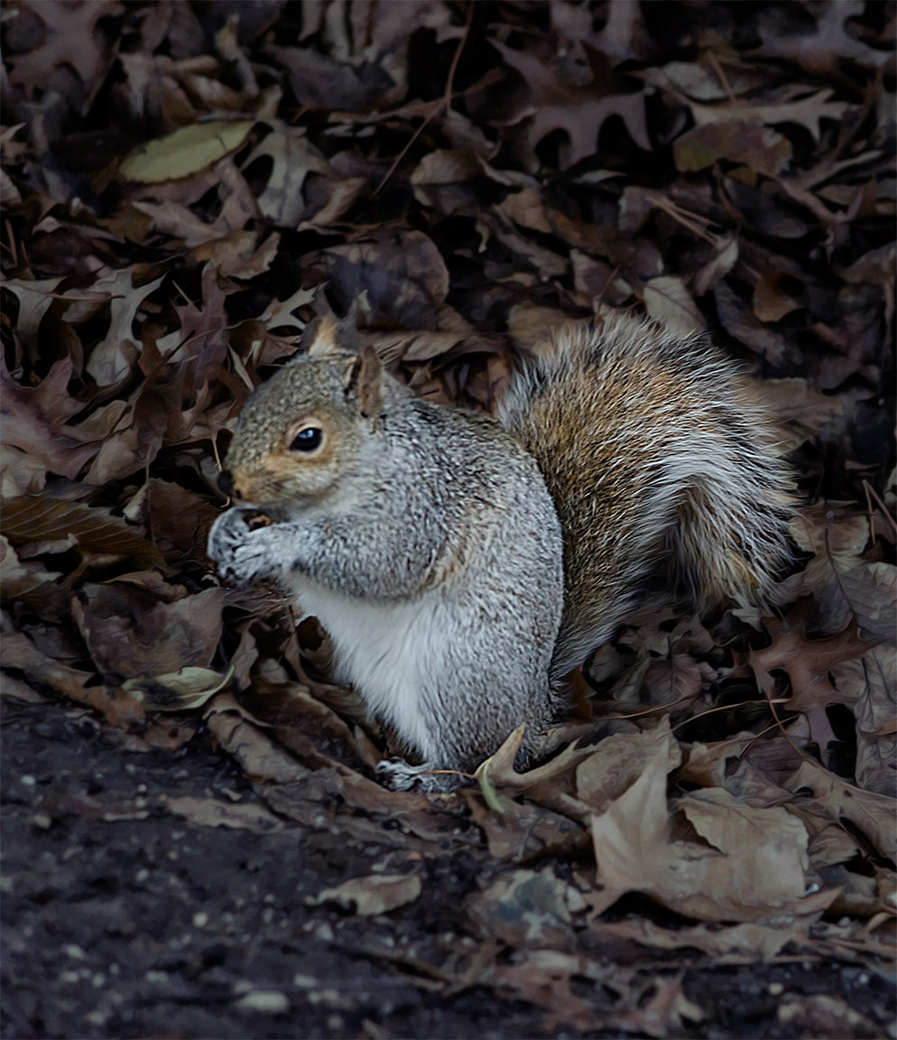 ardilla gris oriental (sciurus carolinensis)