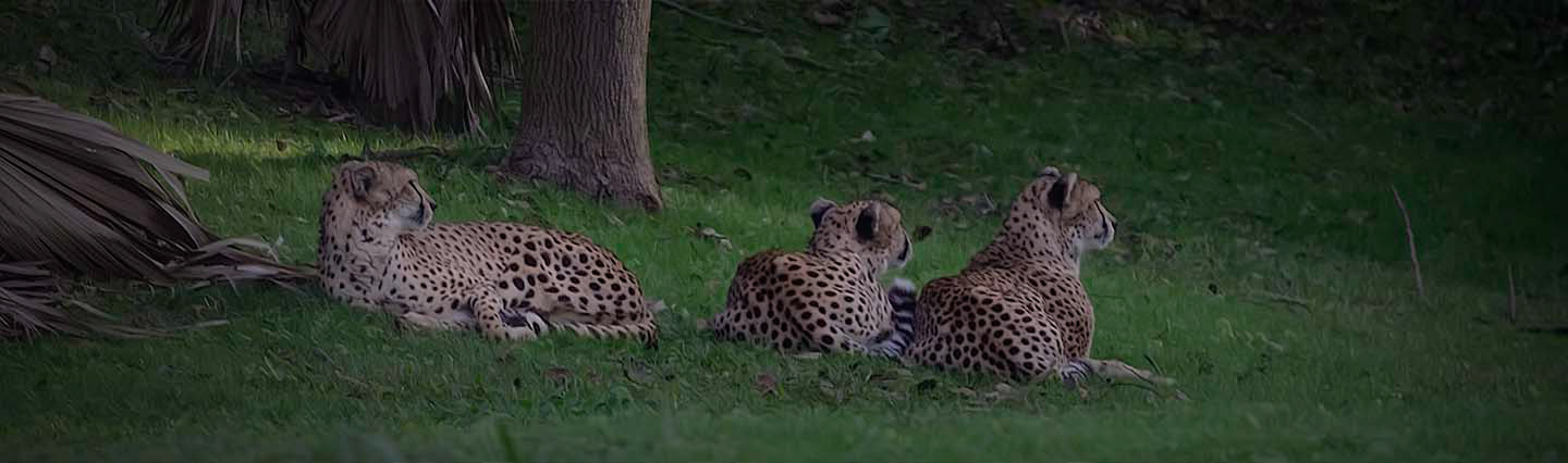 Guepardos (Acinonyx jubatus)