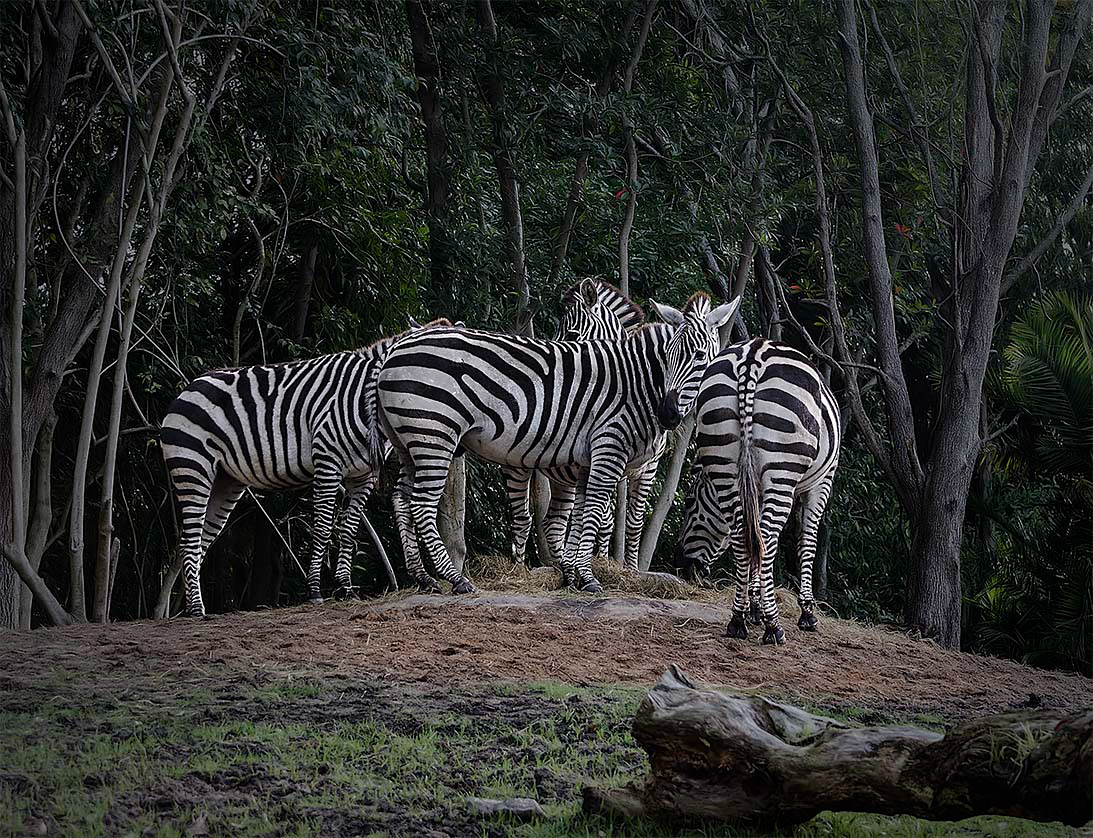 cebra de llanura (equus quagga)