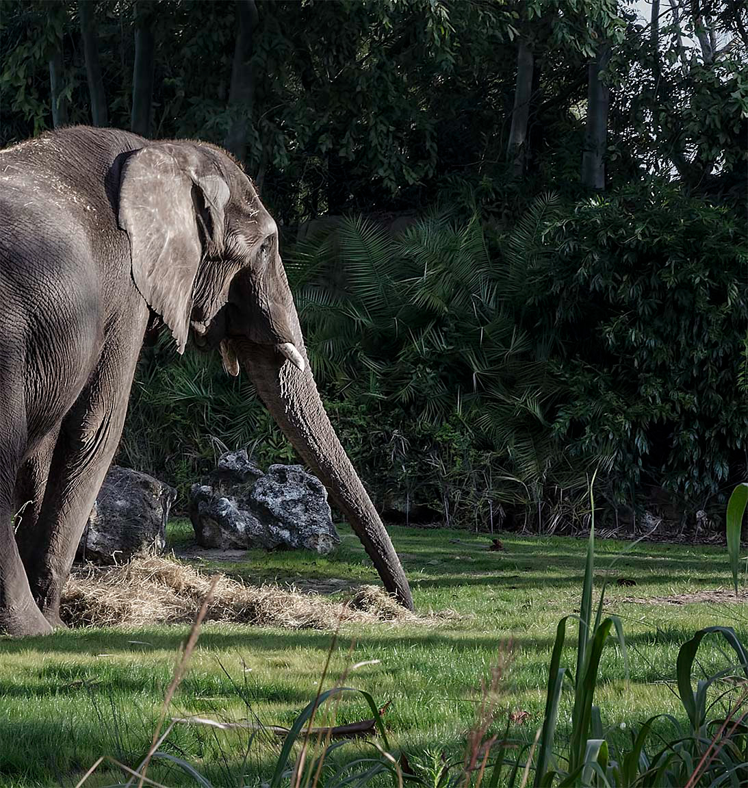 elefante asiatico (elephas maximus)