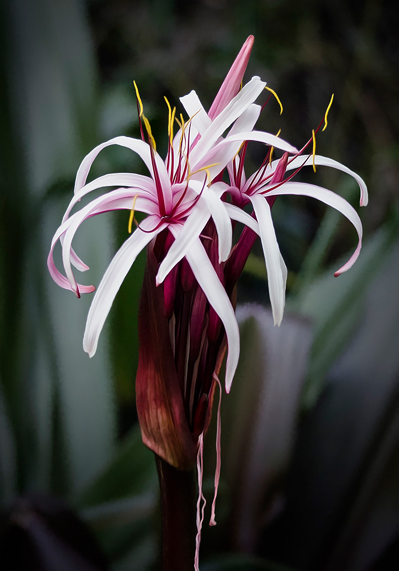 Crinum procerum splendens