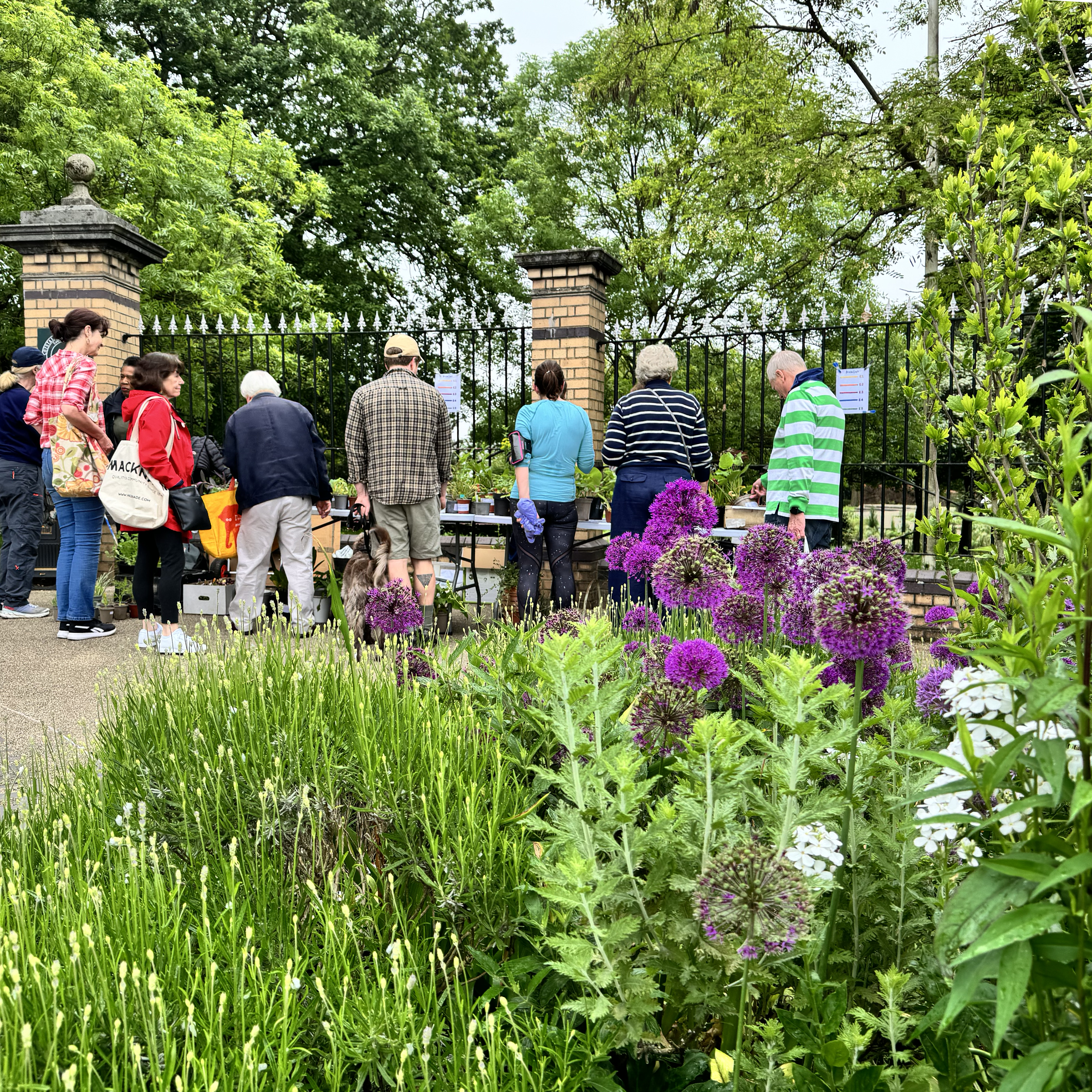 A group of people gathered round a table in front of a set of railings. Allium and other Spring plants in the foreground.